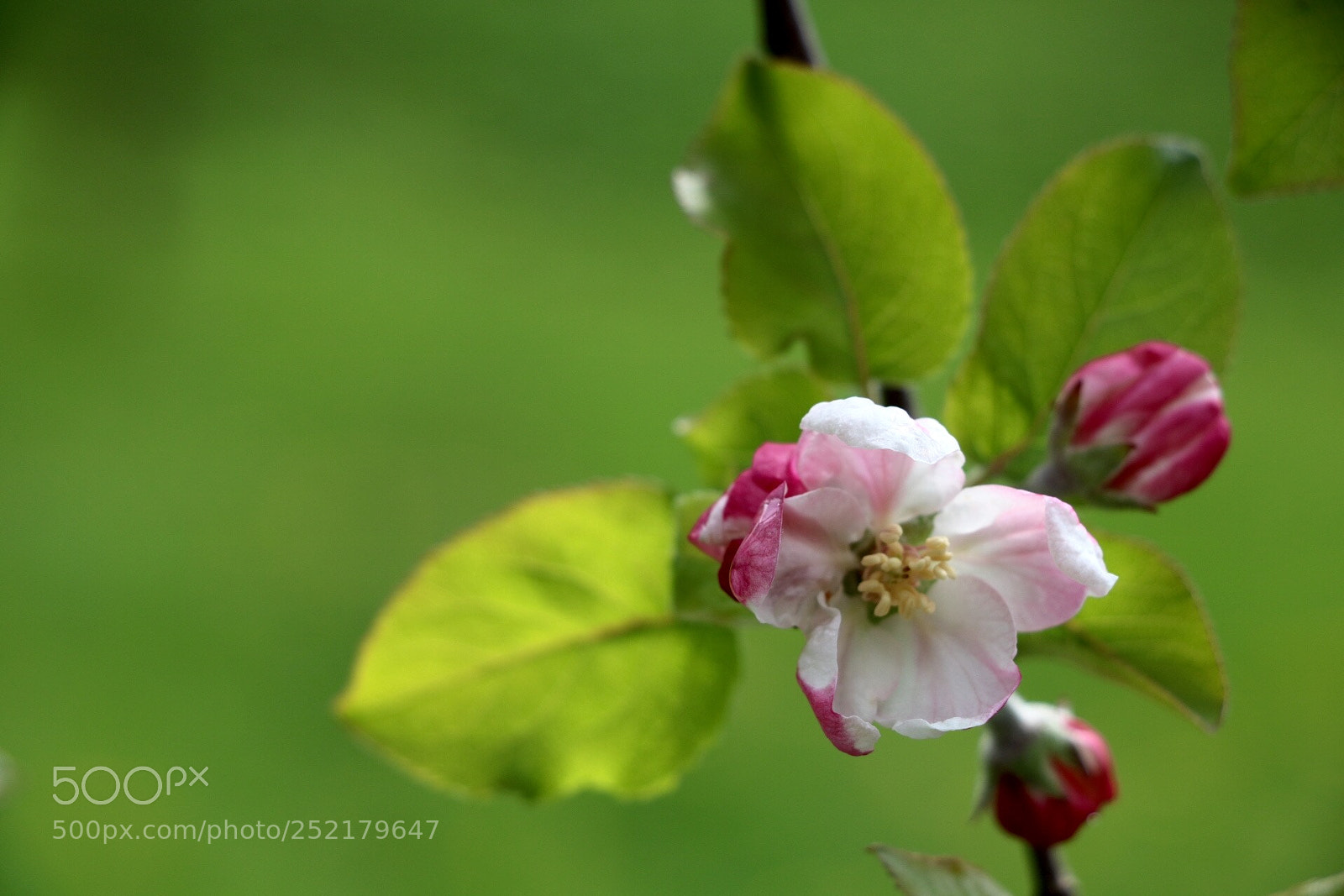 Canon EOS 750D (EOS Rebel T6i / EOS Kiss X8i) sample photo. Untitled photography