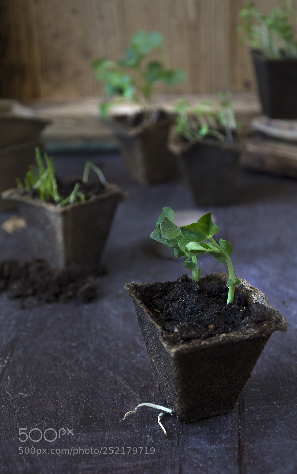 Nikon D3200 sample photo. Seedling photography