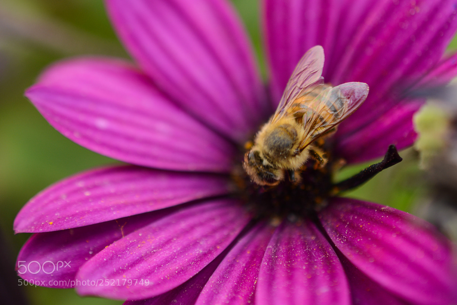 Nikon D7100 sample photo. Flowers photography
