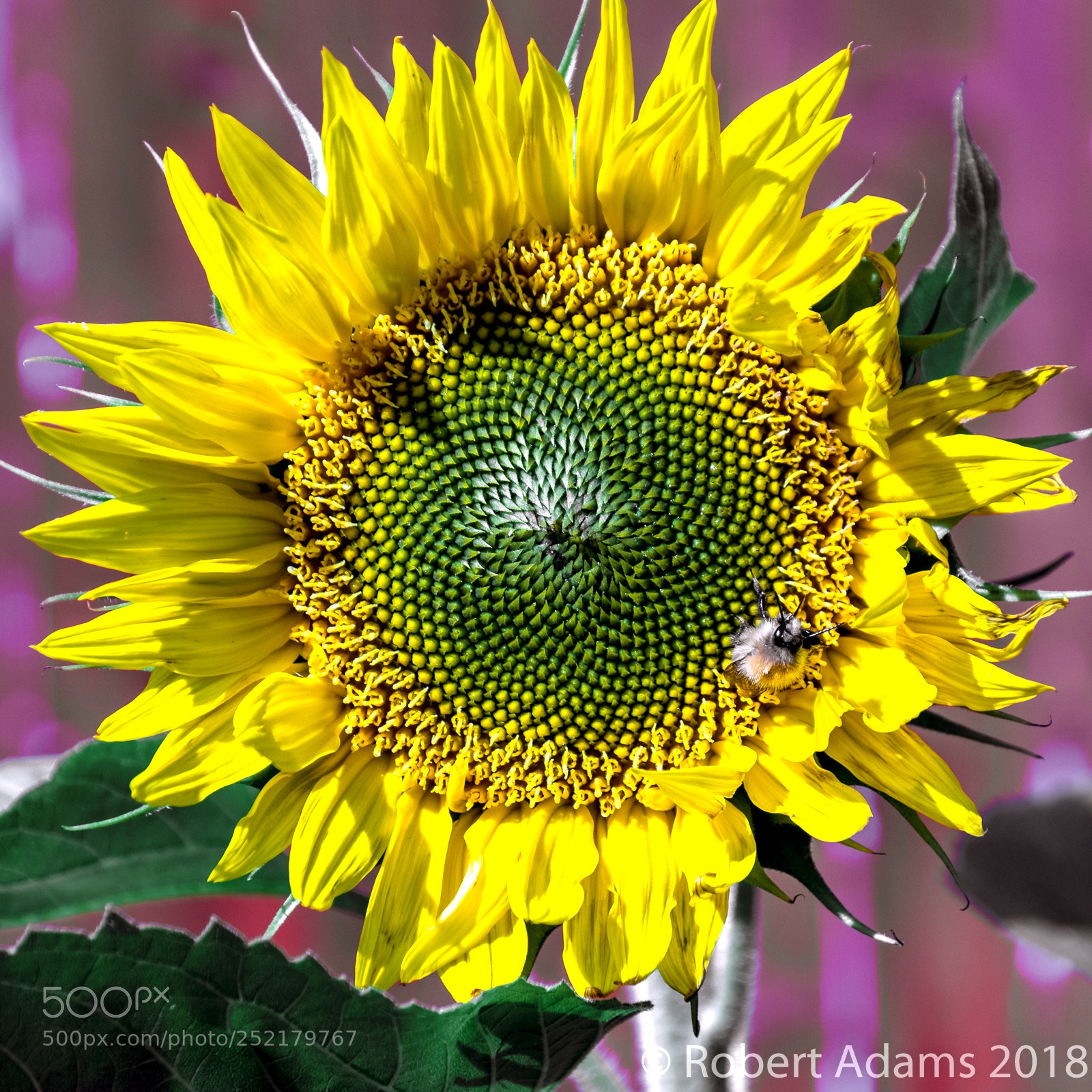 Fujifilm X-T2 sample photo. Sunflower photography