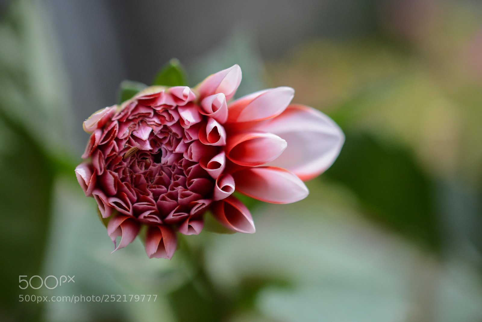 Nikon D7100 sample photo. Flowers photography