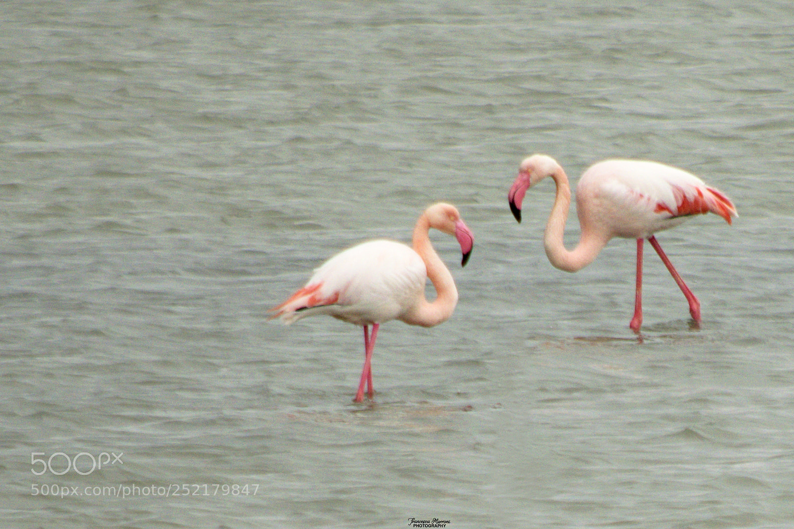 Nikon D5300 sample photo. Pair of flamingos photography