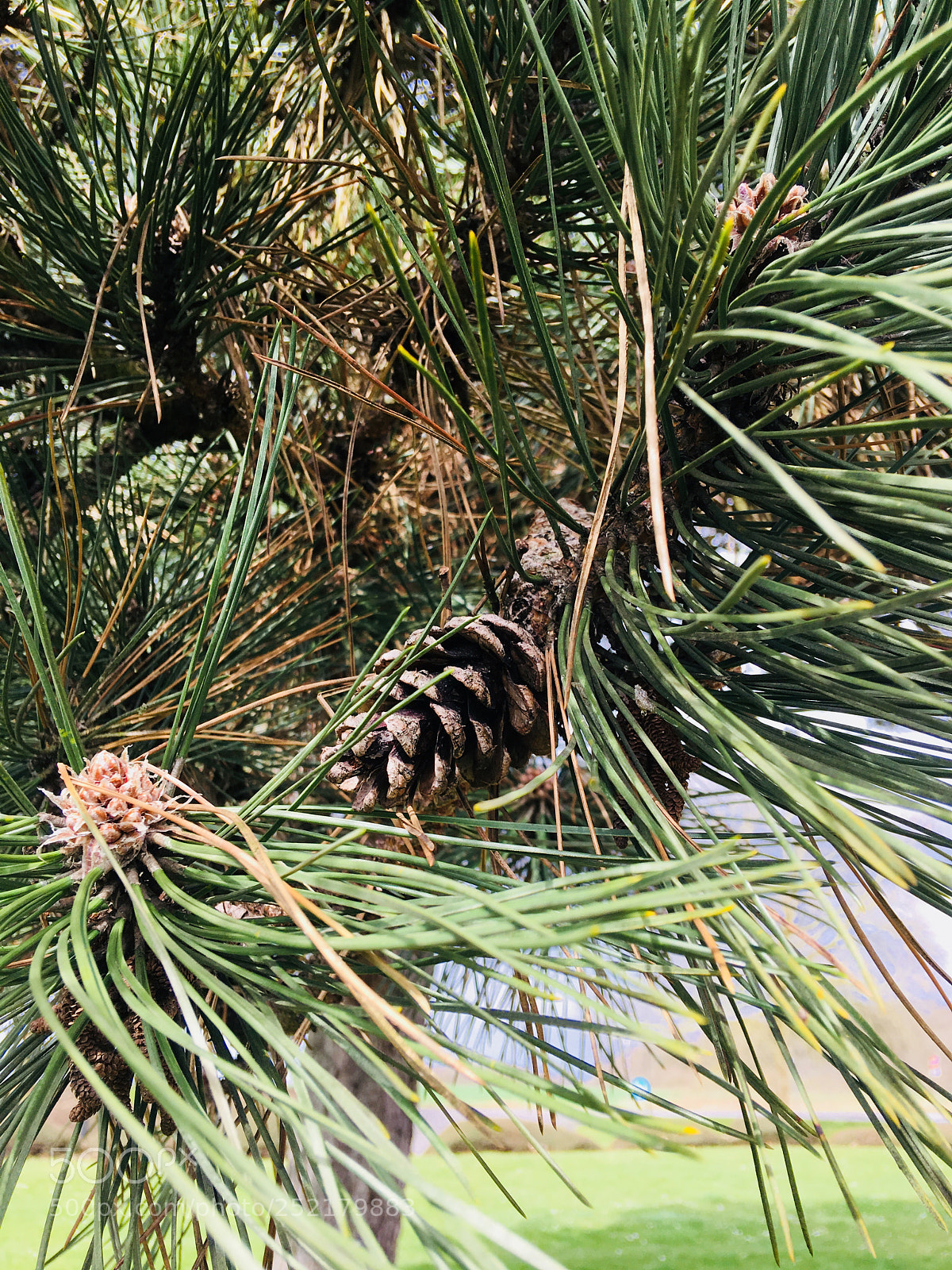 Apple iPhone 6s Plus sample photo. Untitled photography