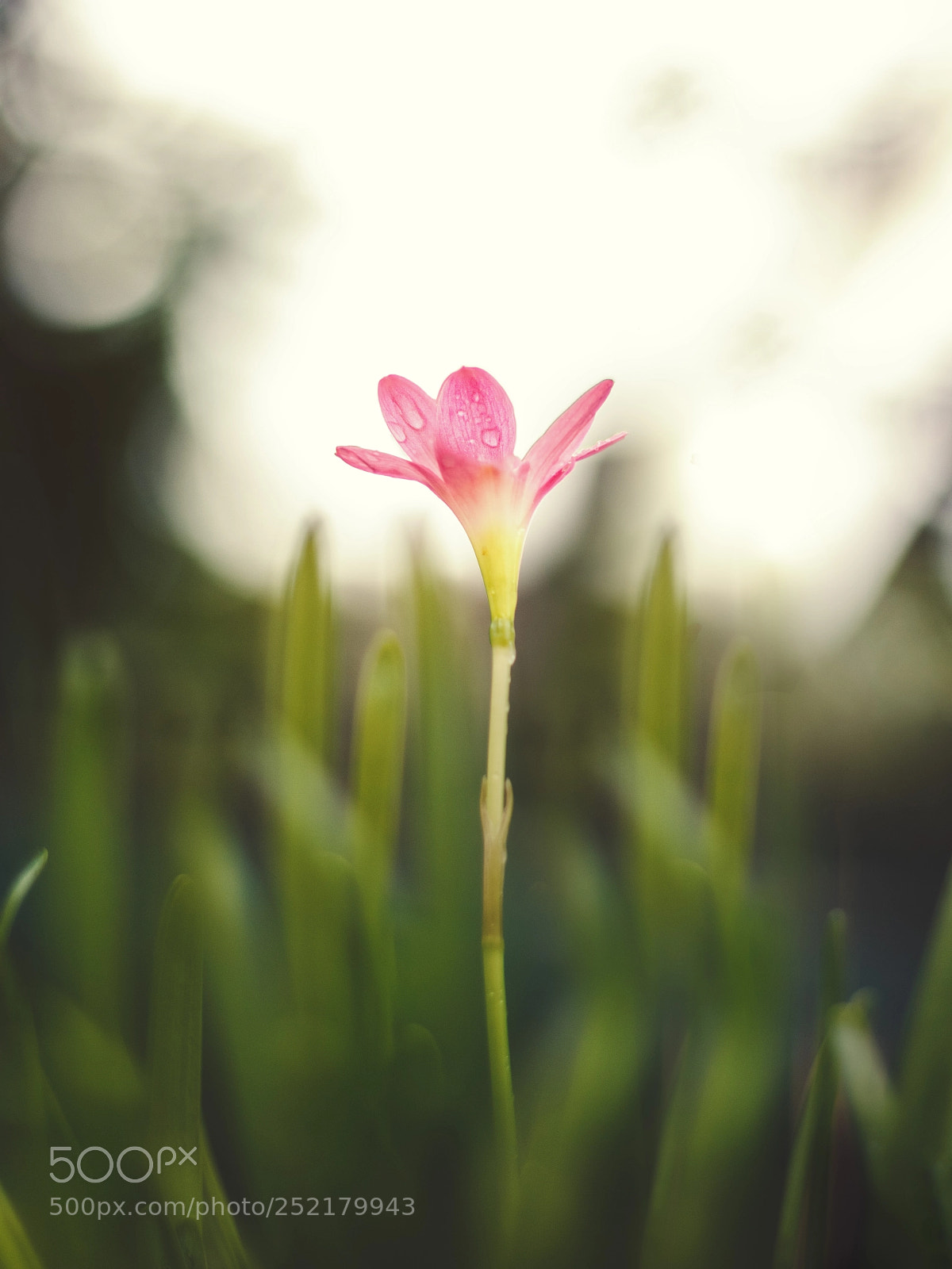 Canon EOS 60D sample photo. It's a pink flower! photography