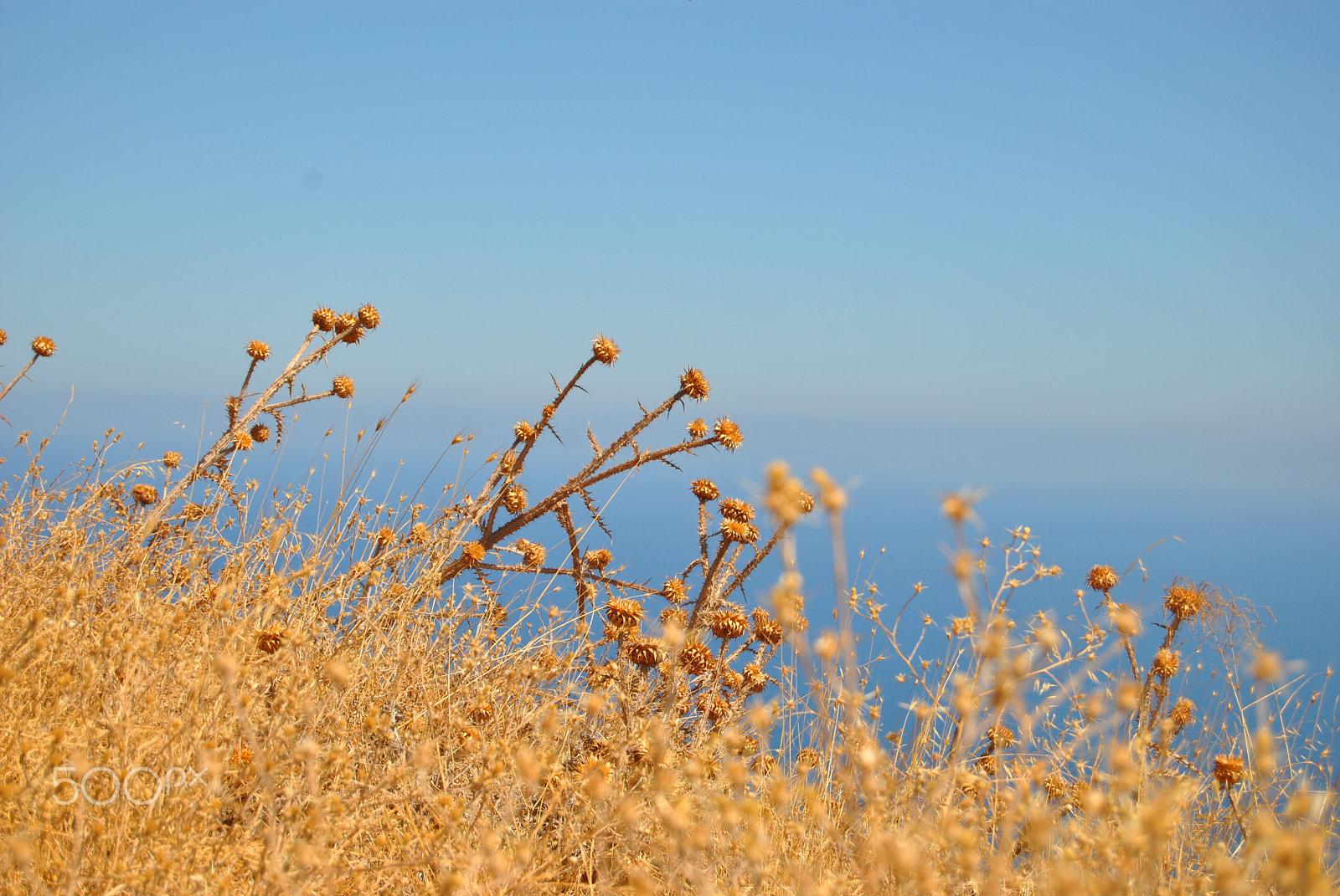 Nikon D3000 sample photo. 64.jpg photography