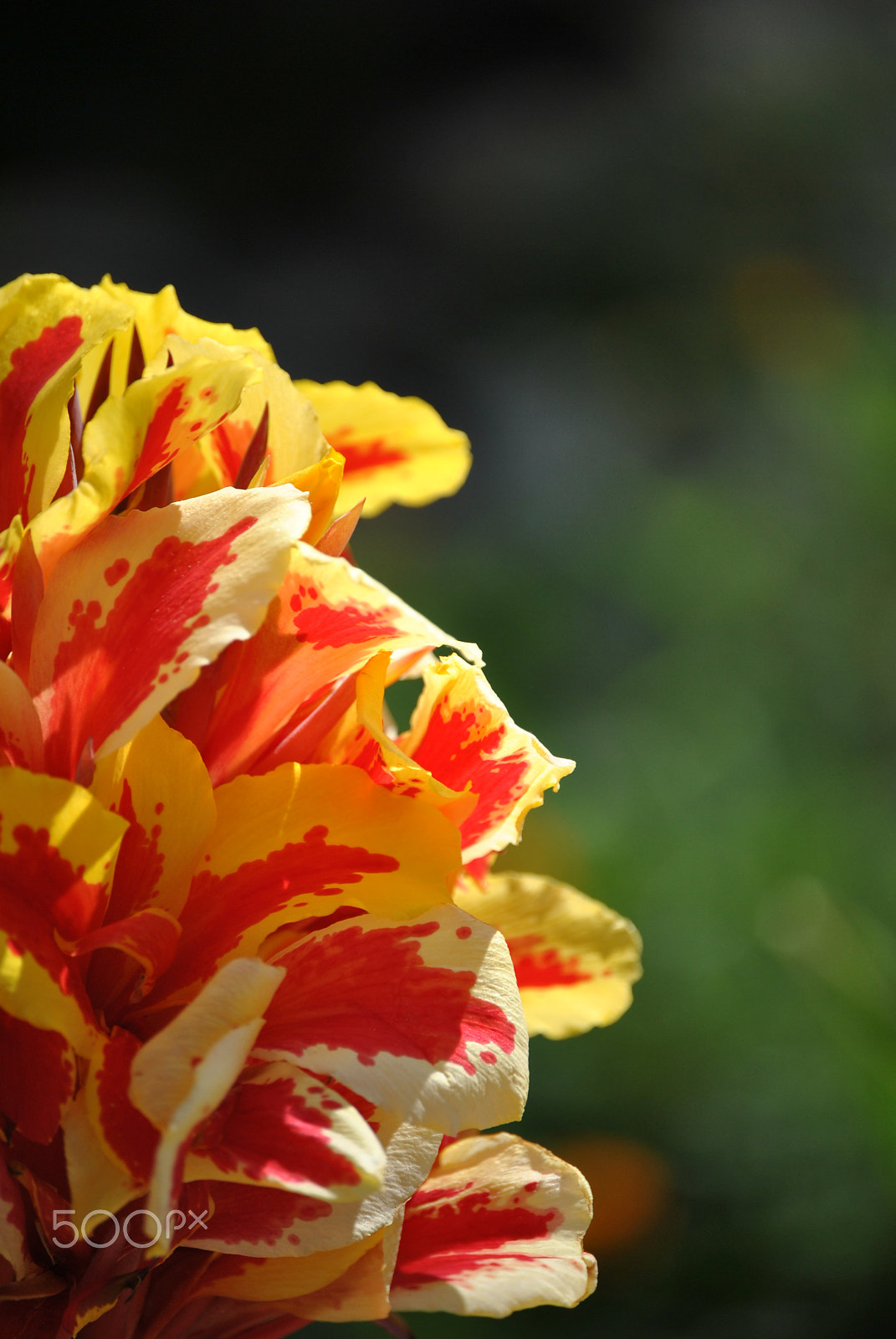 Nikon D3000 sample photo. 65.jpg photography