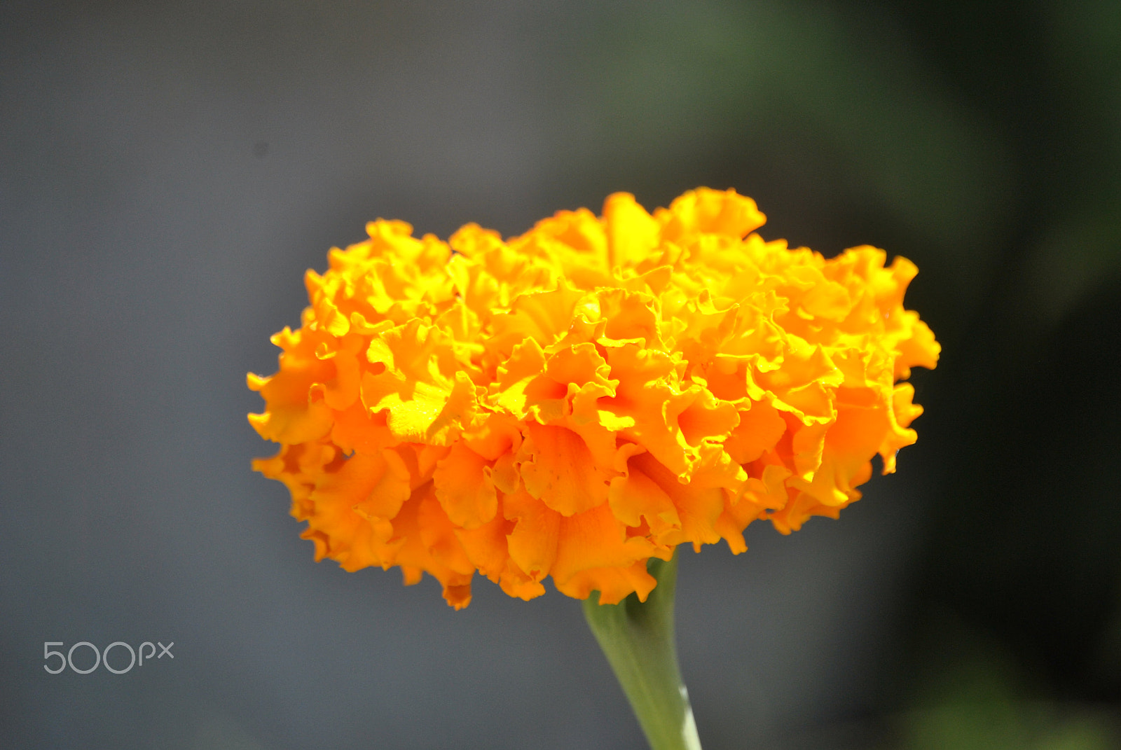 Nikon D3000 sample photo. 66.jpg photography
