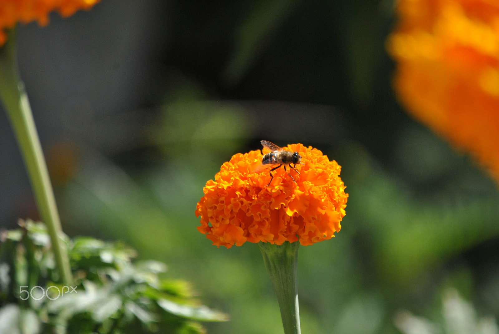 Nikon D3000 sample photo. 67.jpg photography