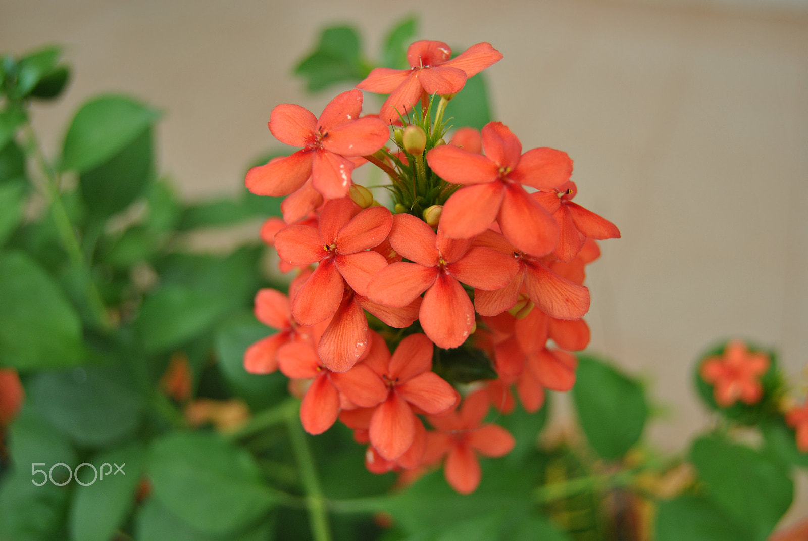 Nikon D3000 sample photo. 69.jpg photography