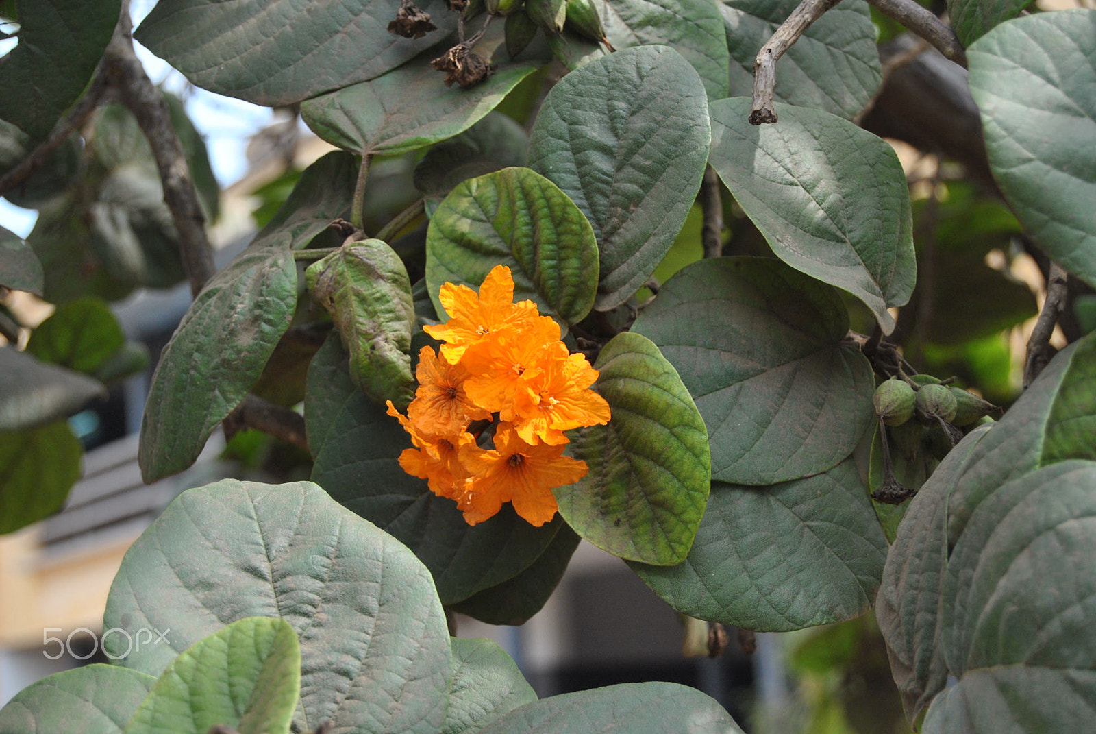 Nikon D3000 sample photo. 70.jpg photography