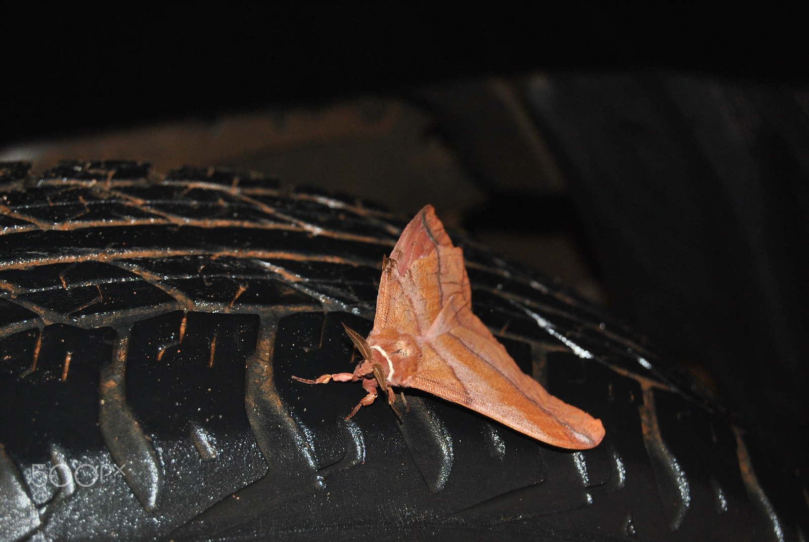 Nikon D3000 sample photo. 78.jpg photography