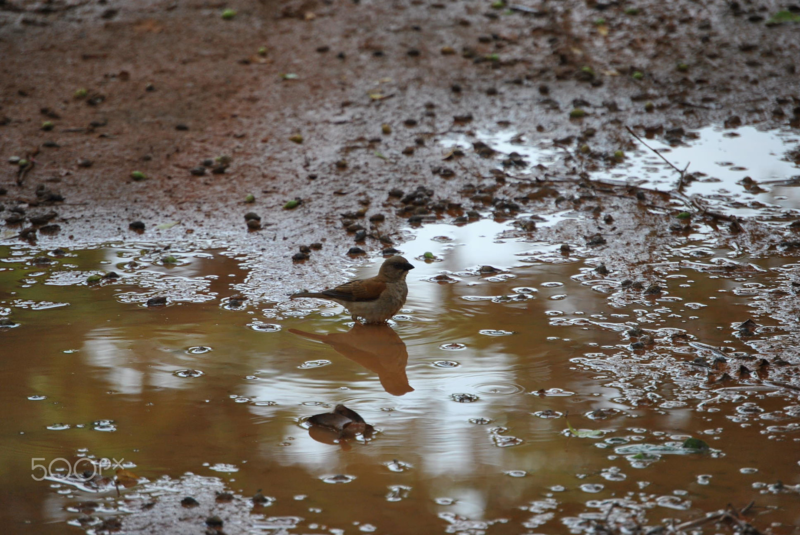Nikon D3000 sample photo. 79.jpg photography