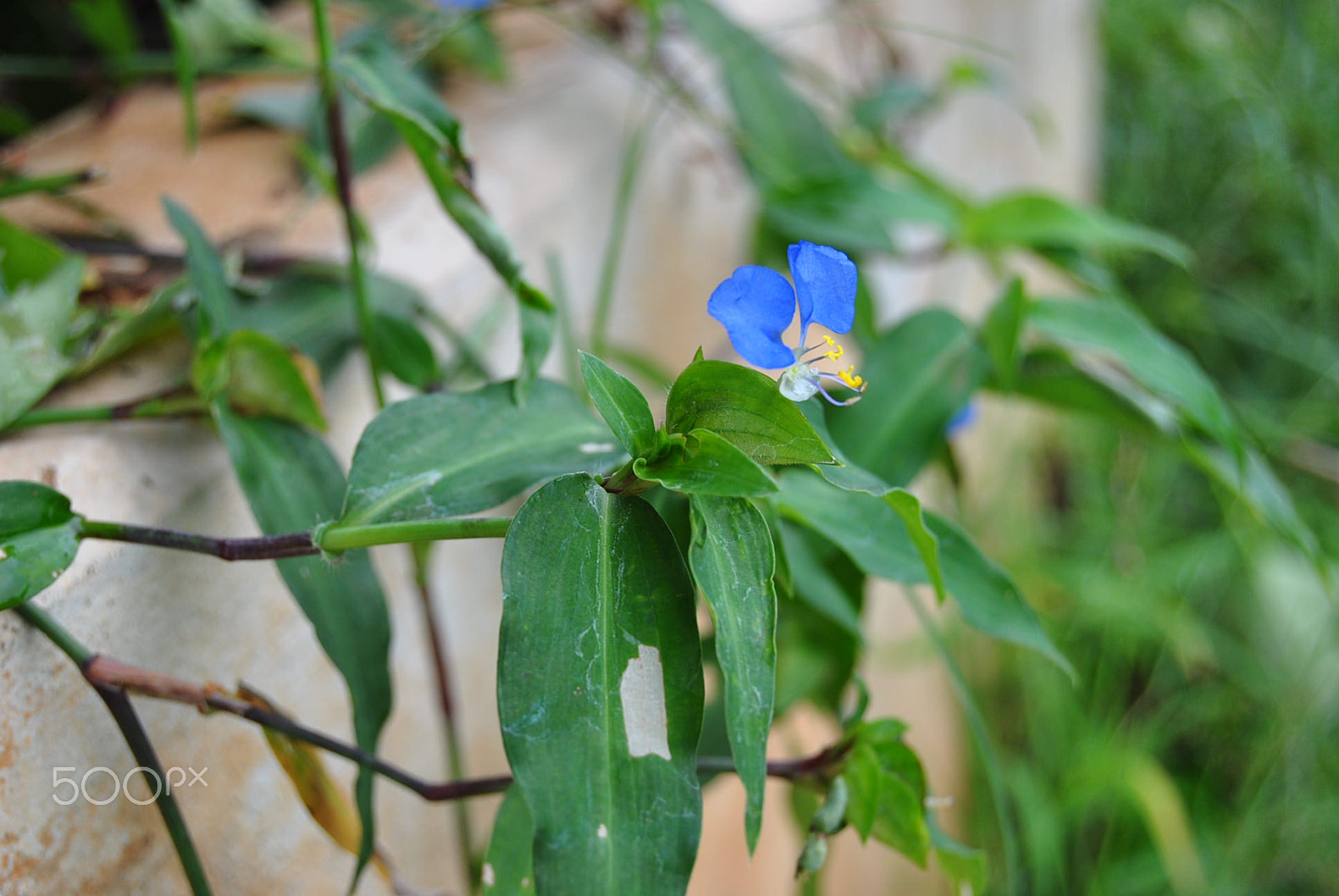 Nikon D3000 sample photo. 80.jpg photography