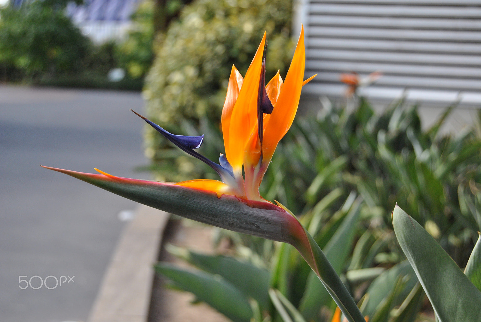 Nikon D3000 sample photo. 87.jpg photography