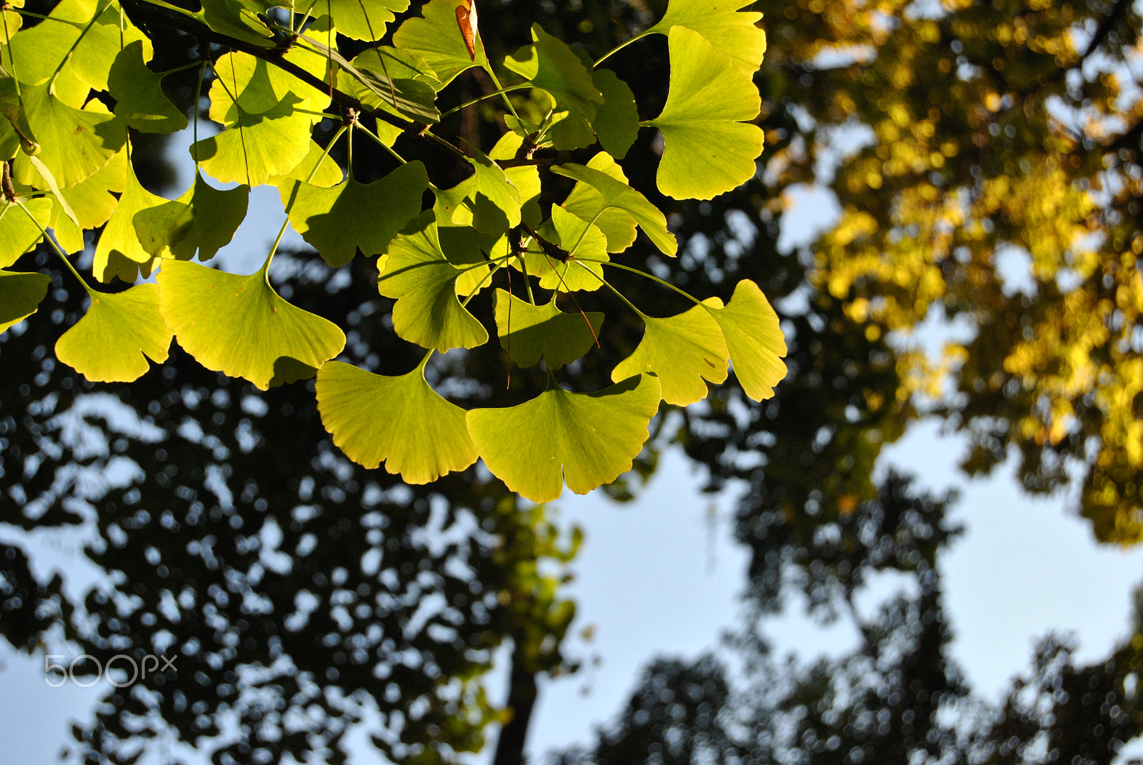 Nikon D3000 sample photo. 89.jpg photography