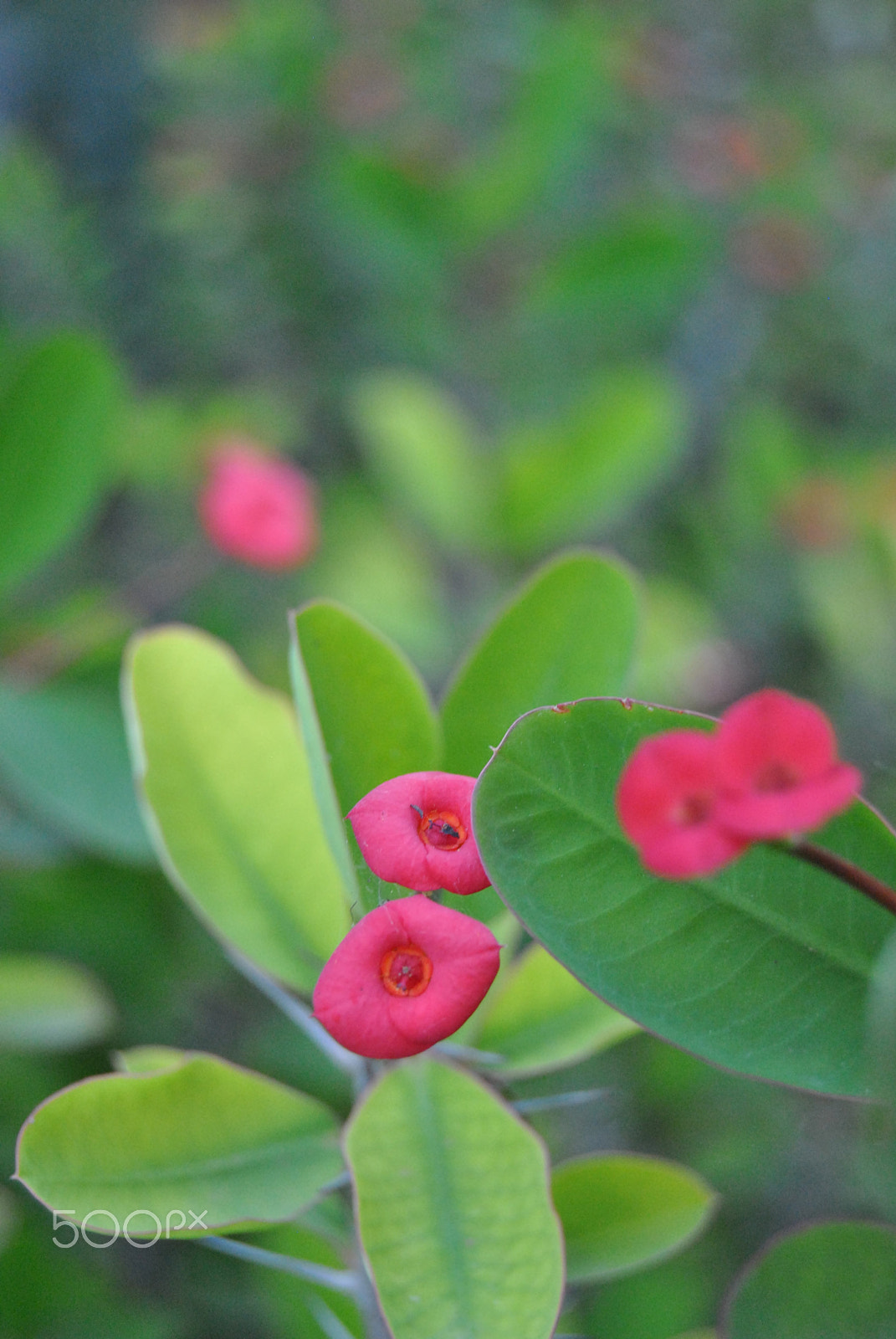 Nikon D3000 sample photo. 90.jpg photography