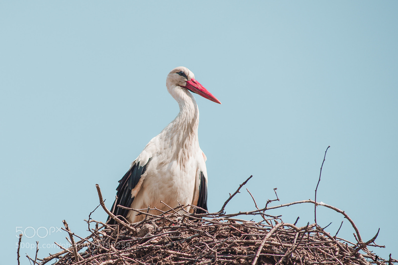 Nikon D4 sample photo. Stork photography