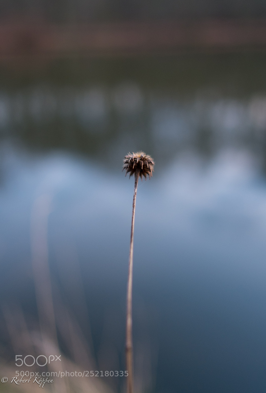 Fujifilm X-Pro1 sample photo. Plant photography