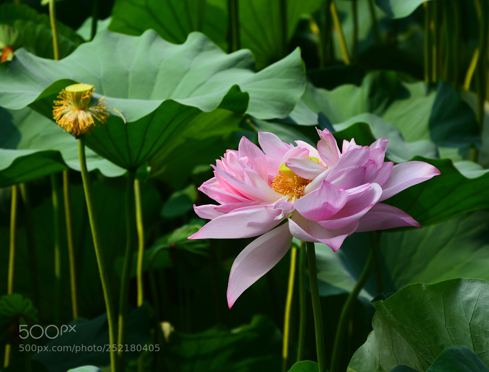 Nikon D7100 sample photo. Untitled photography
