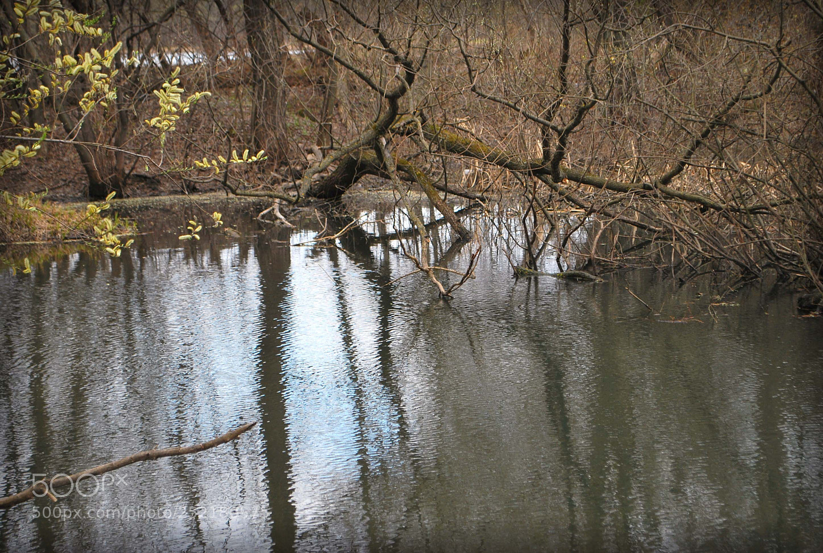 Nikon D60 sample photo. Acdbeaorig photography