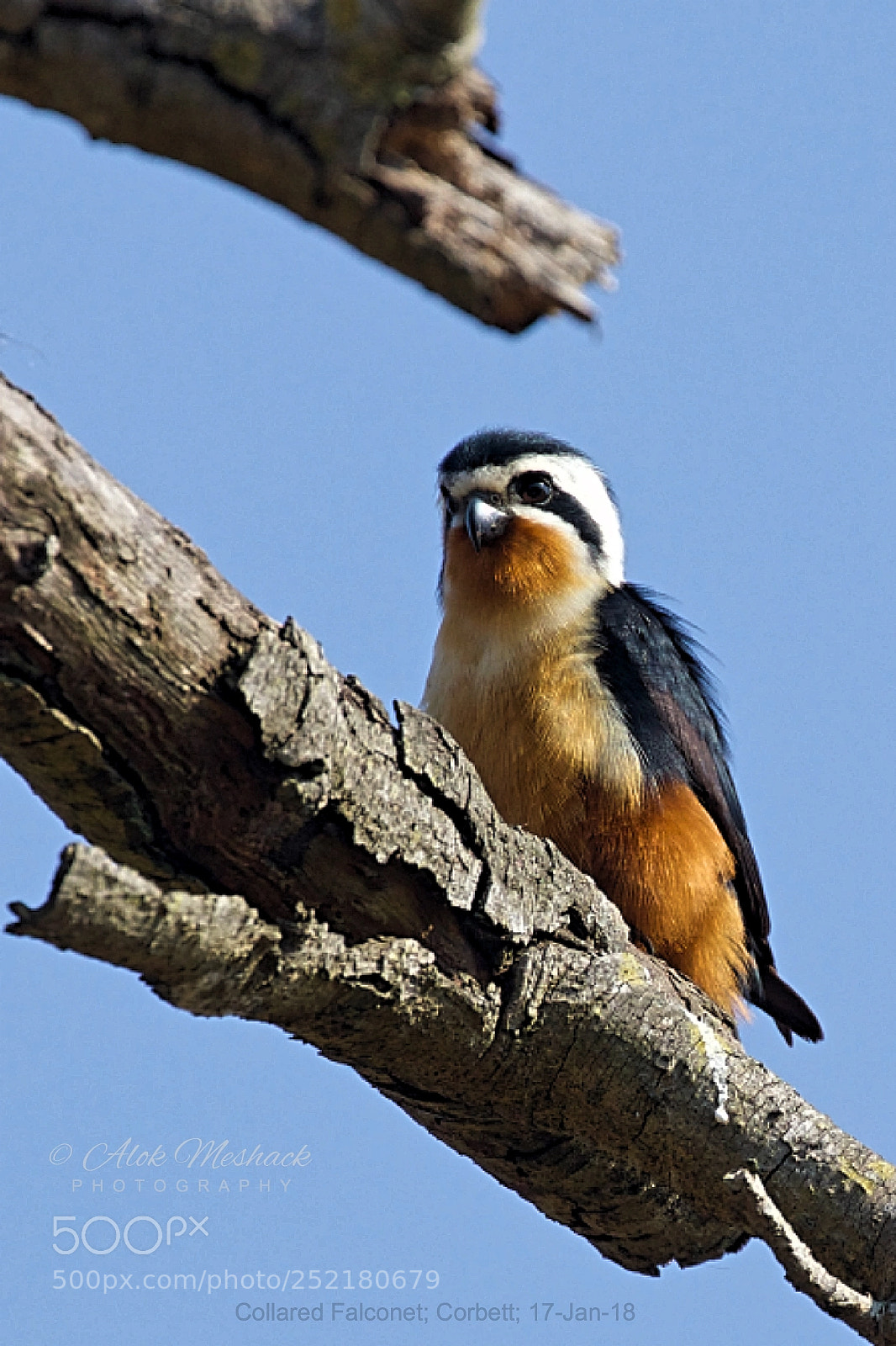 Canon EOS 80D sample photo. Collared falconet photography