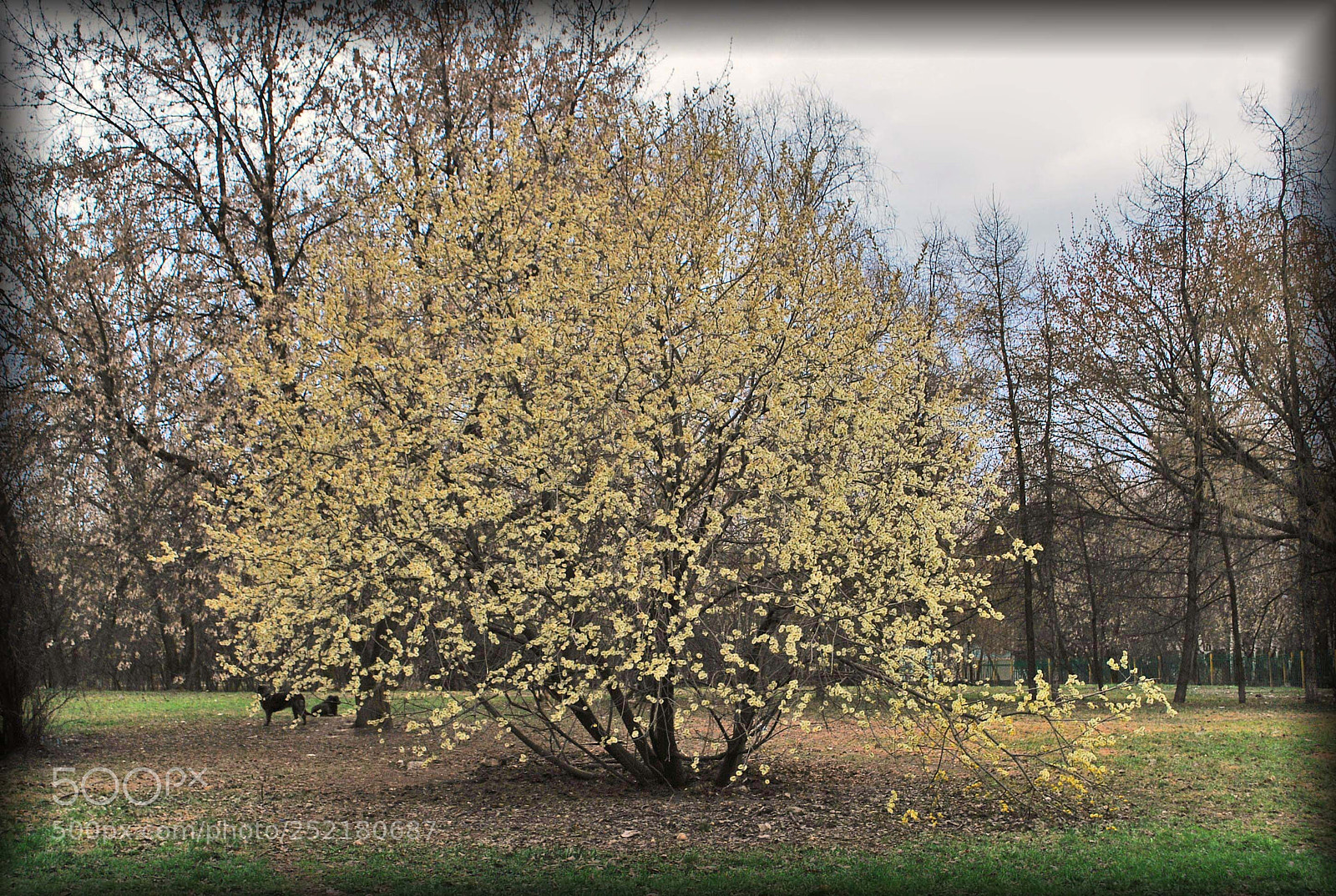 Nikon D60 sample photo. A orig photography