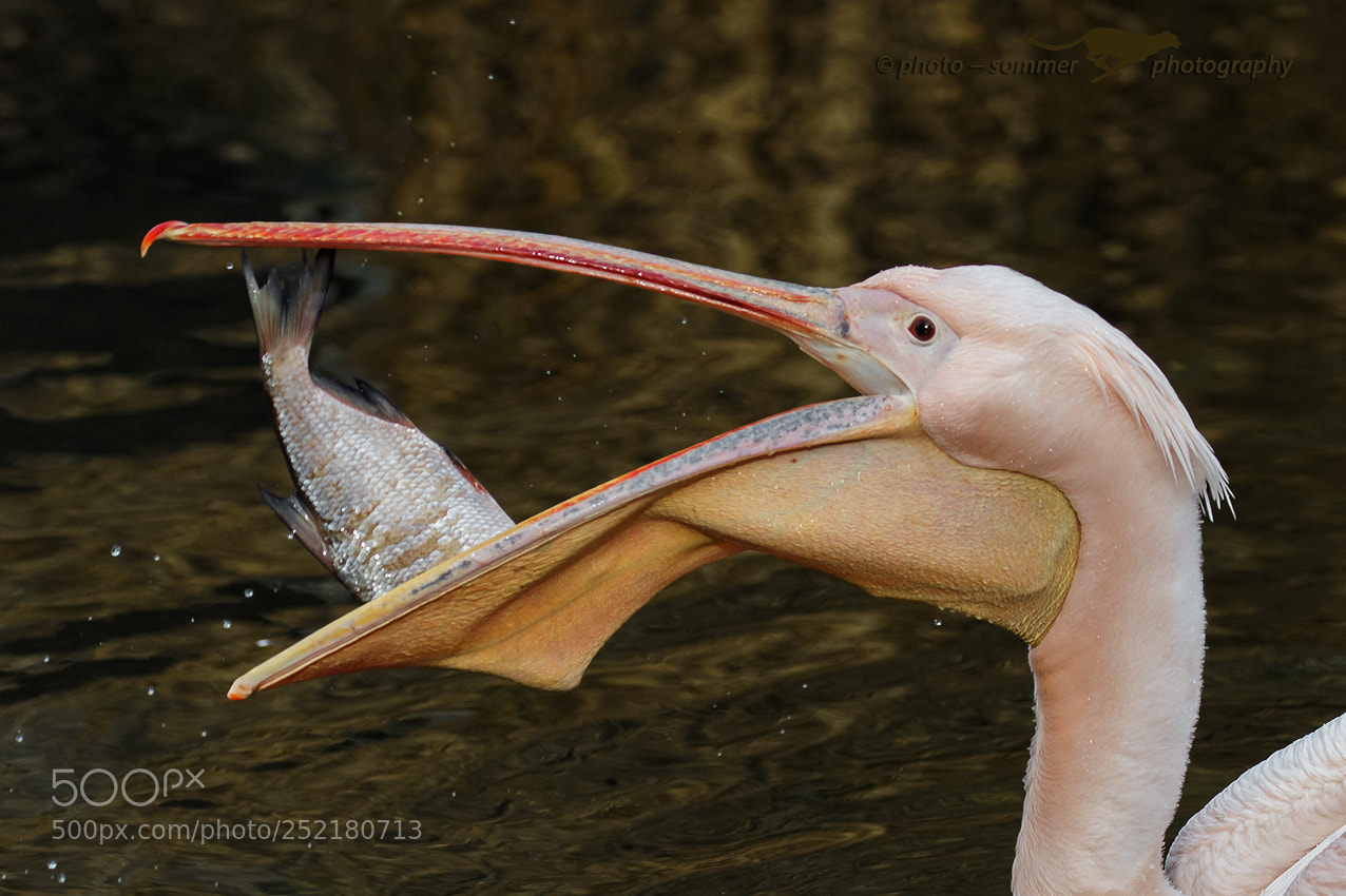 Canon EOS 70D sample photo. Pink pelican photography