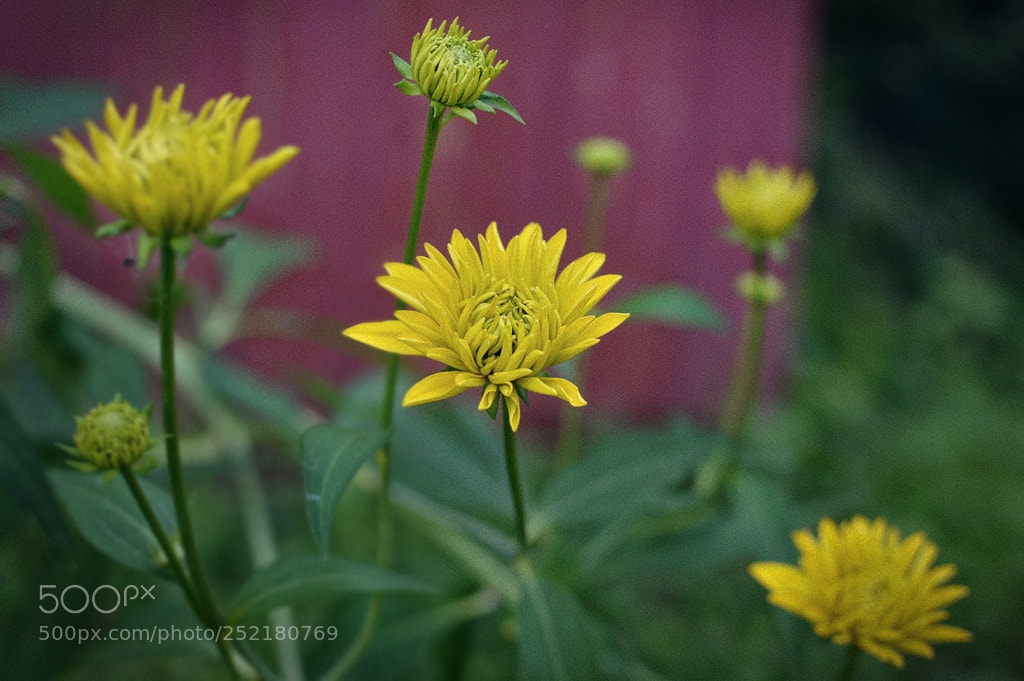 Nikon D3200 + Nikon AF-S DX Nikkor 35mm F1.8G sample photo. *** photography