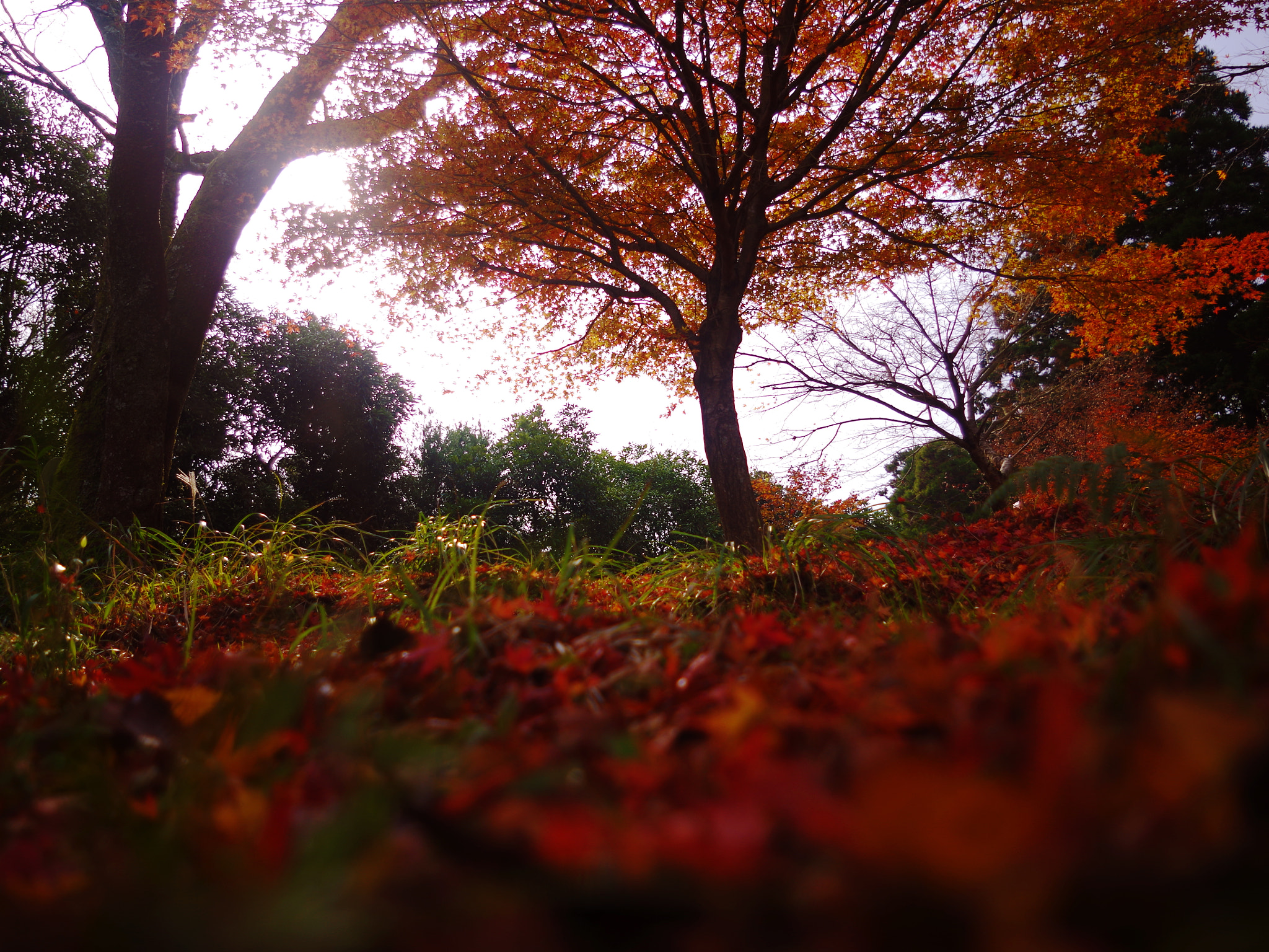 Pentax K-01 sample photo. Fall background photography