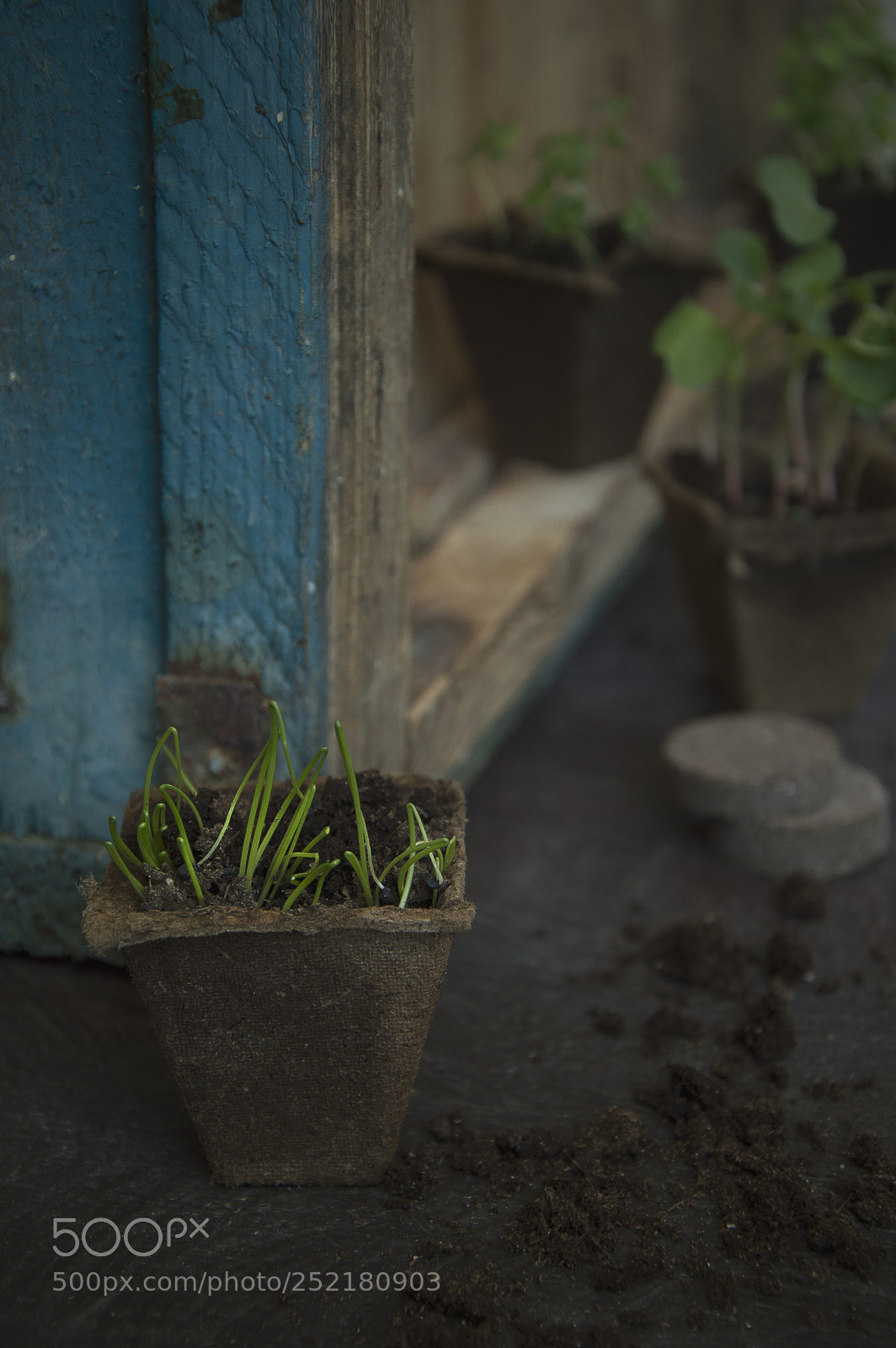 Nikon D3200 sample photo. Seedling photography
