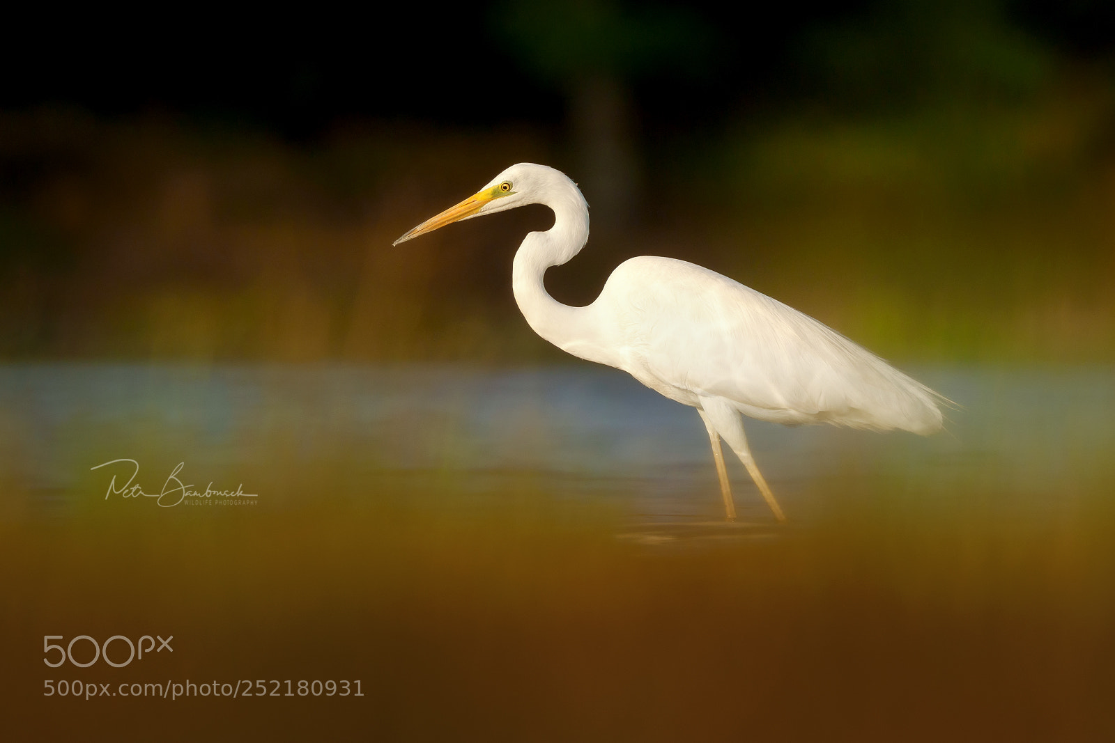 Olympus OM-D E-M1 Mark II sample photo. White egret | czech republic photography