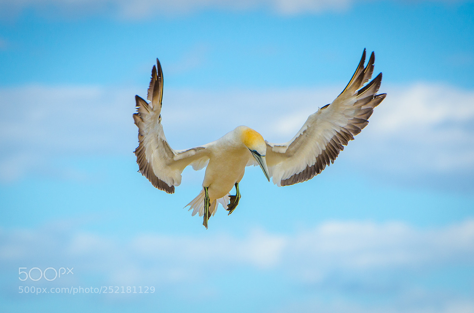 Nikon D7000 sample photo. Grace of the gannet photography