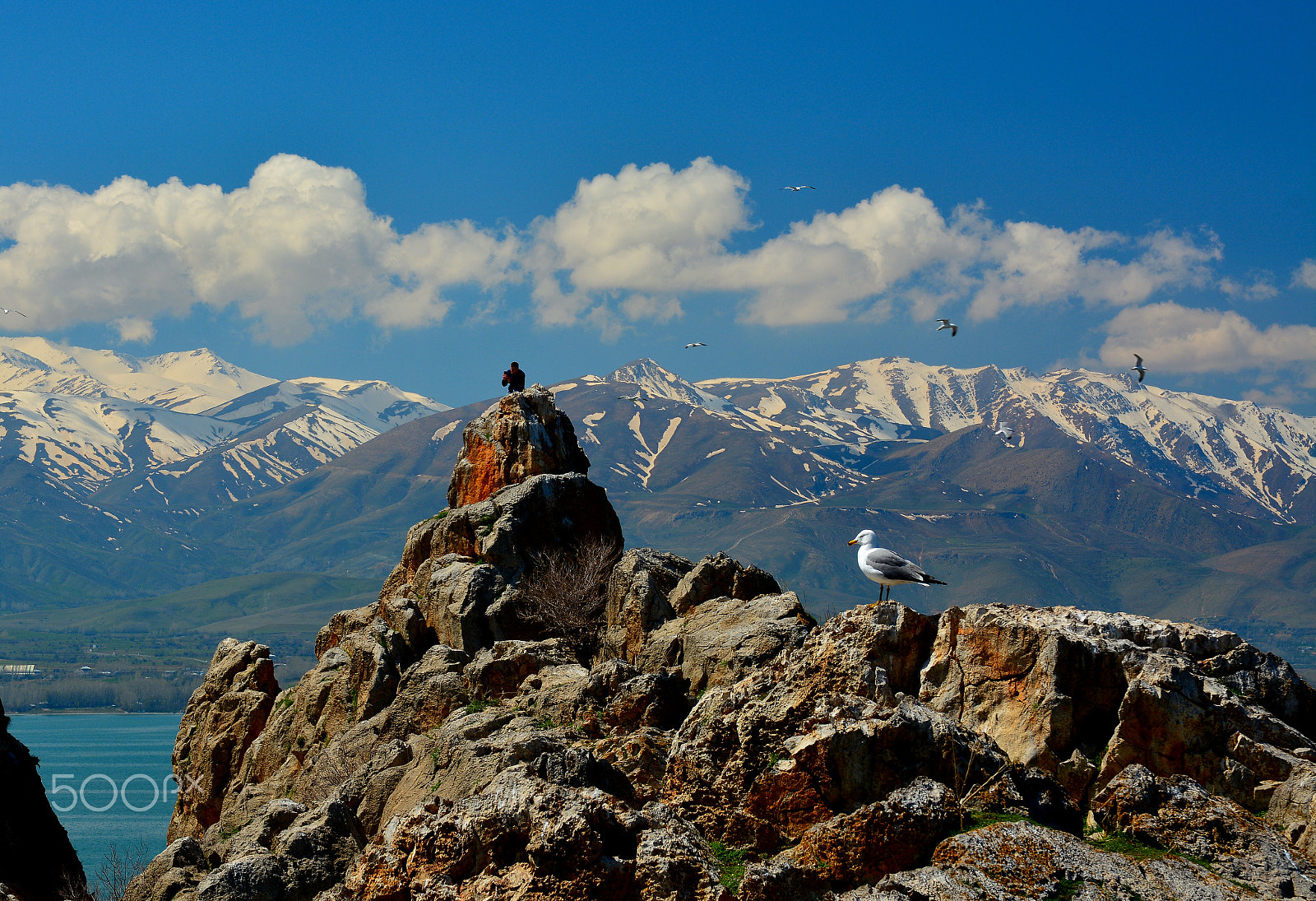 Nikon D7100 + Sigma 17-70mm F2.8-4 DC Macro OS HSM | C sample photo. Seagull photography