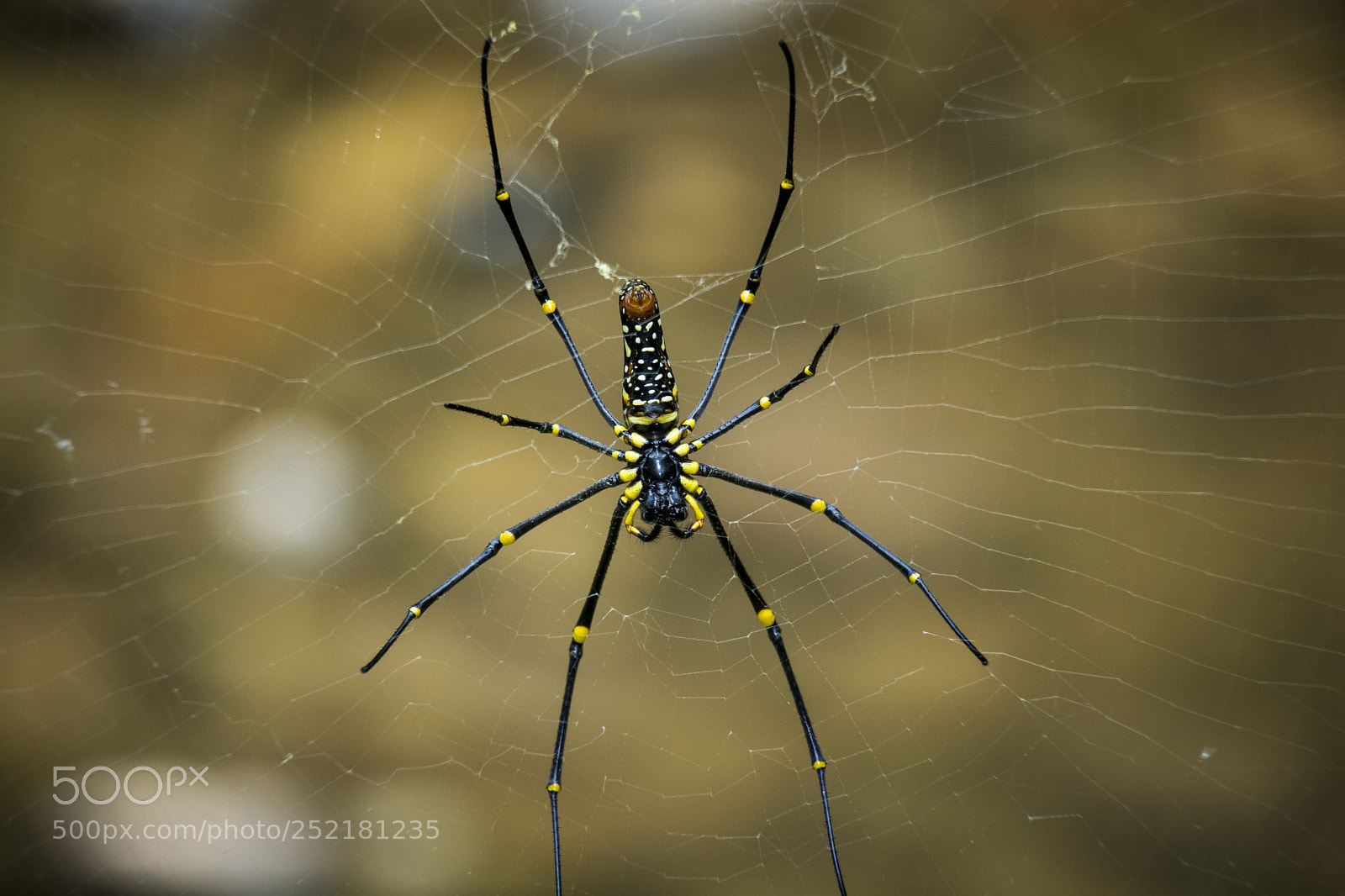 Nikon D7100 sample photo. Spider photography