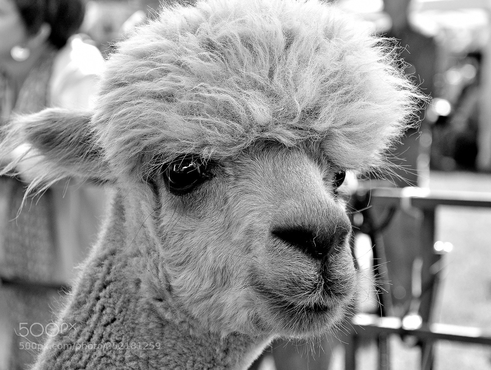 Nikon D90 sample photo. Llamafestivalz photography