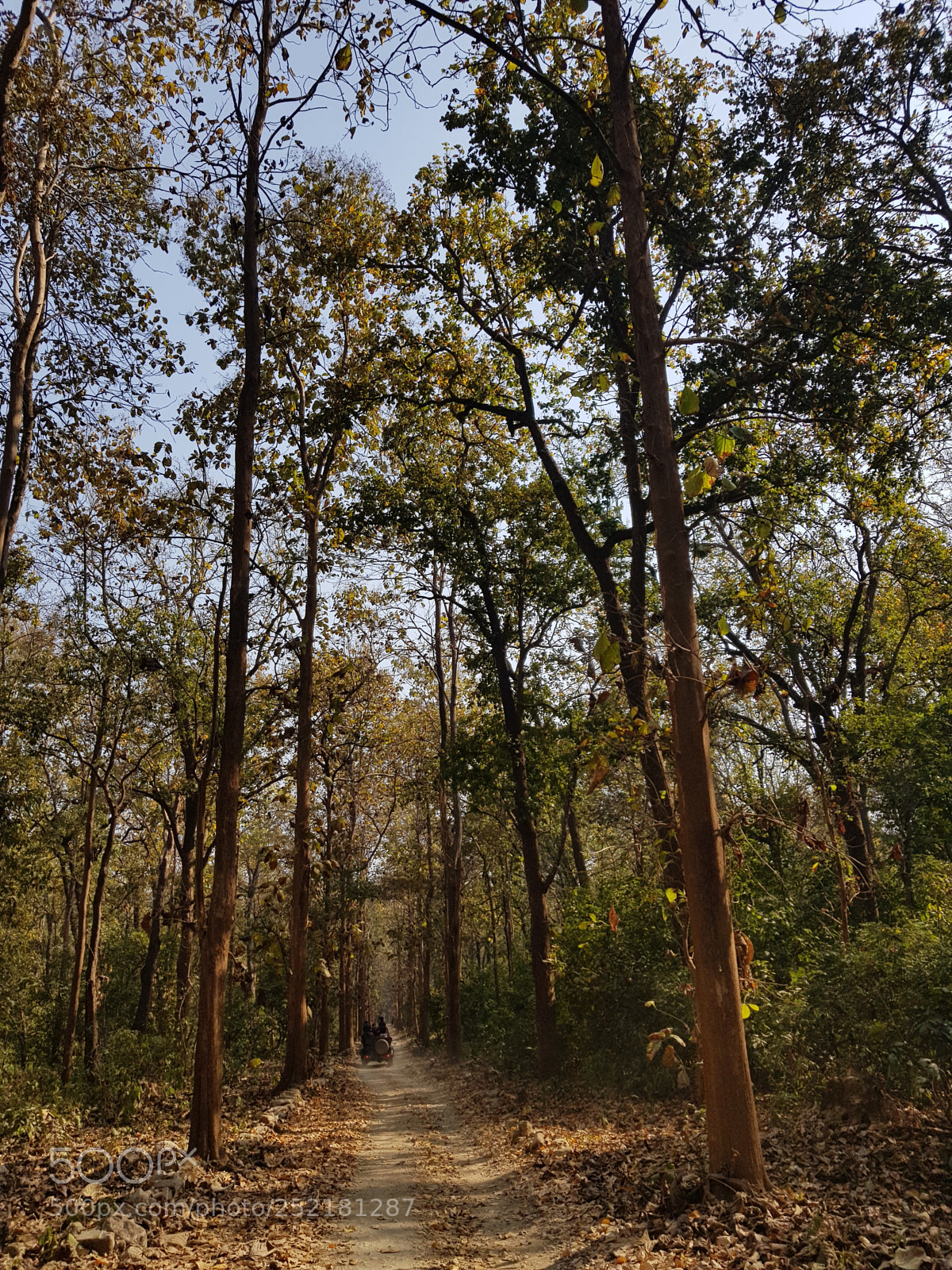 Samsung Galaxy S8 sample photo. Jungle!!! photography