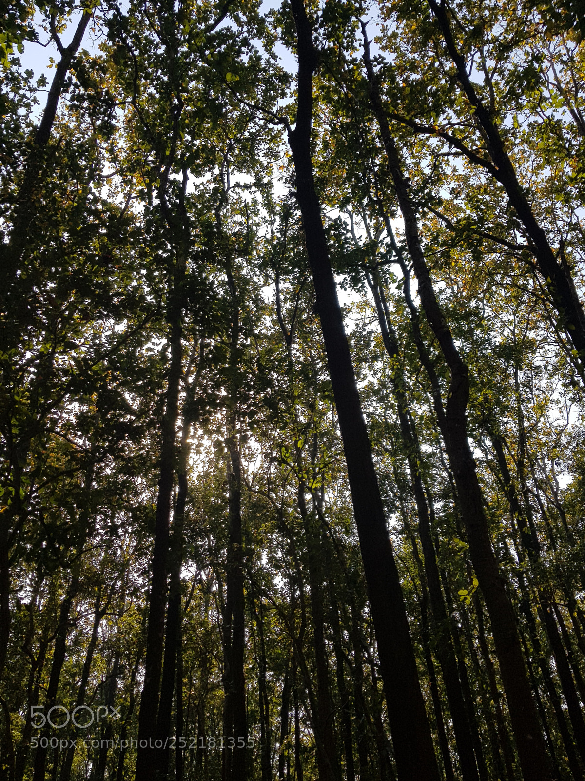 Samsung Galaxy S8 sample photo. Silent photography