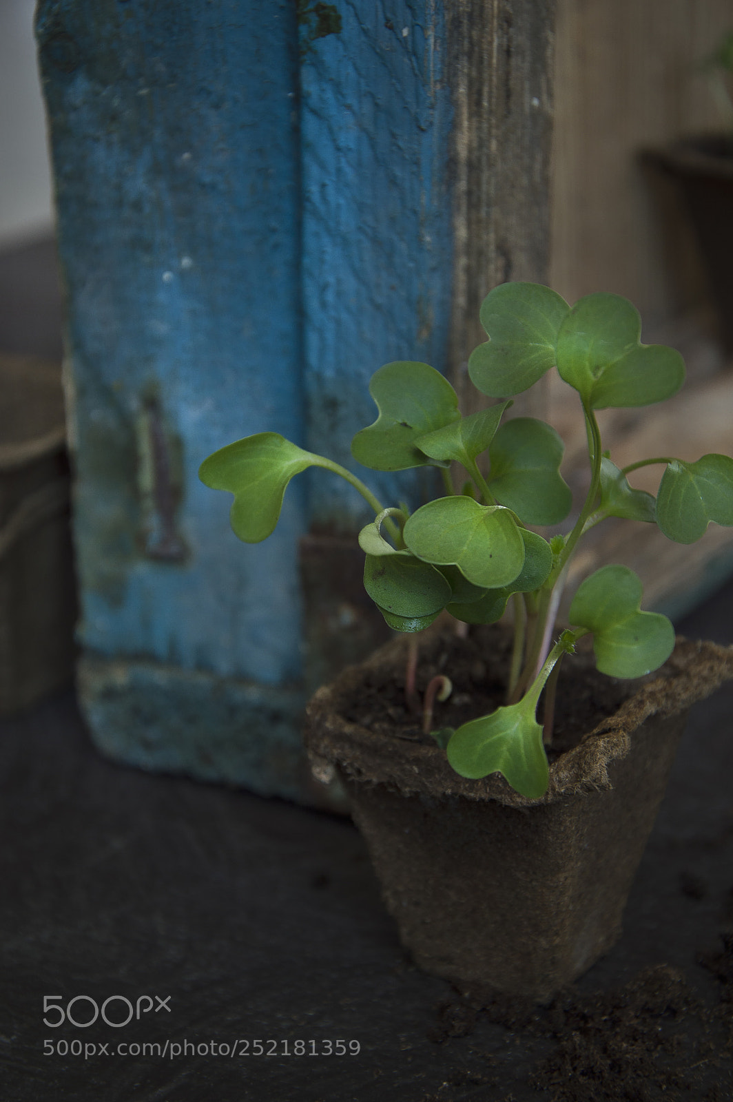 Nikon D3200 sample photo. Seedling photography