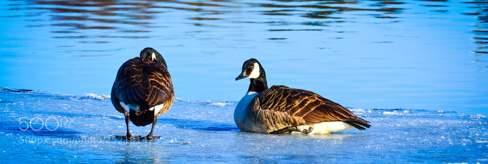 Nikon D5200 sample photo. Canada goose. photography