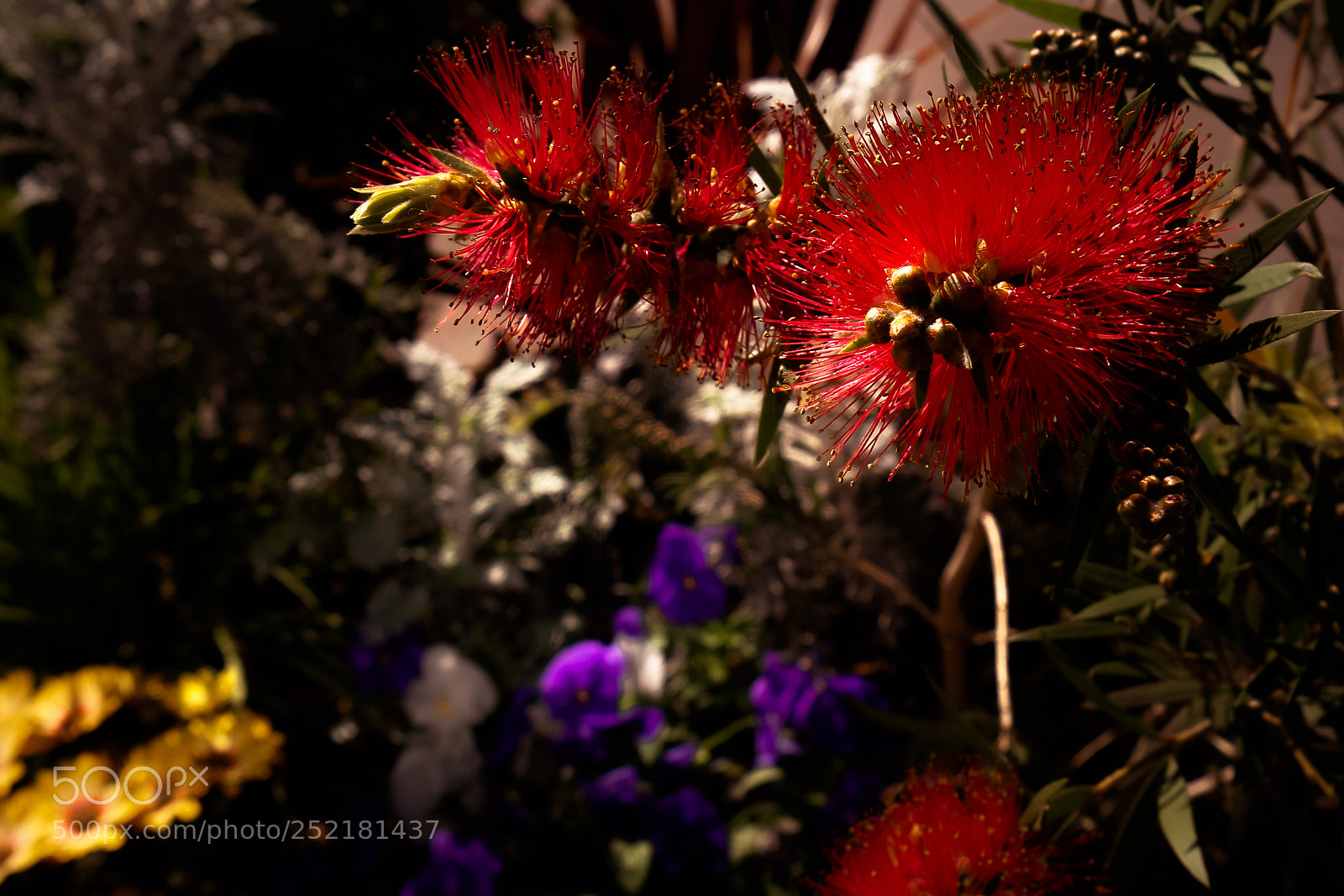 Samsung NX500 sample photo. A feeling of spring photography