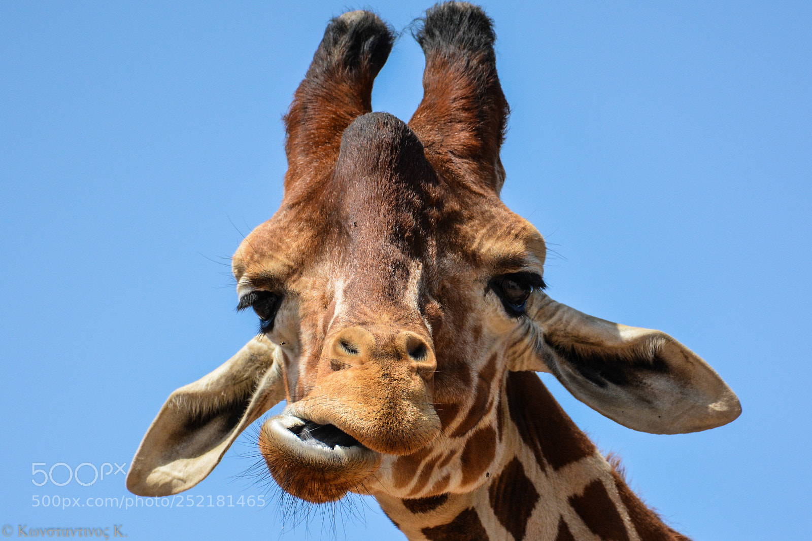 Nikon D7100 sample photo. Zoo photography