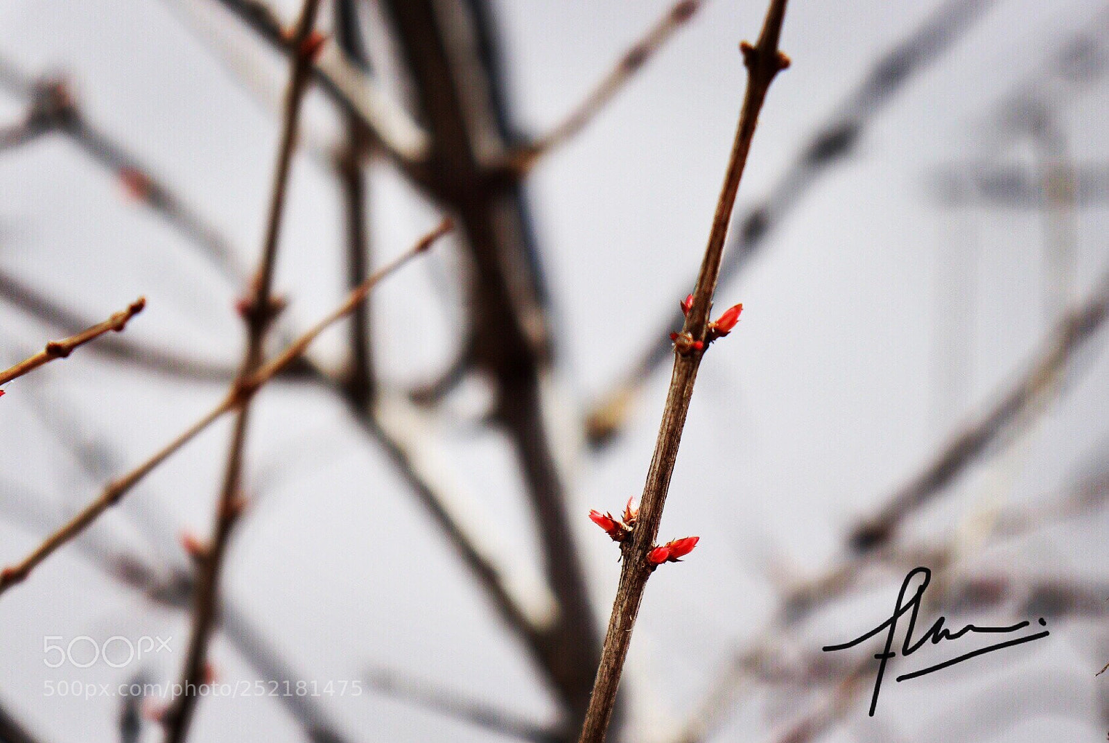 Canon EOS 77D (EOS 9000D / EOS 770D) sample photo. Brotes... rojos! photography