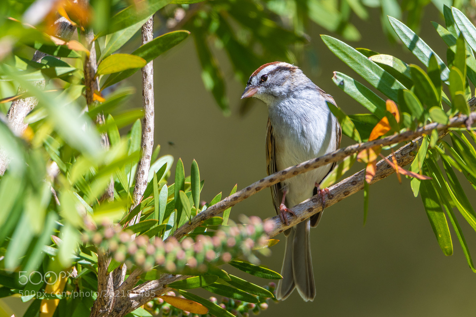 Nikon D500 sample photo. Sparrow - i see photography