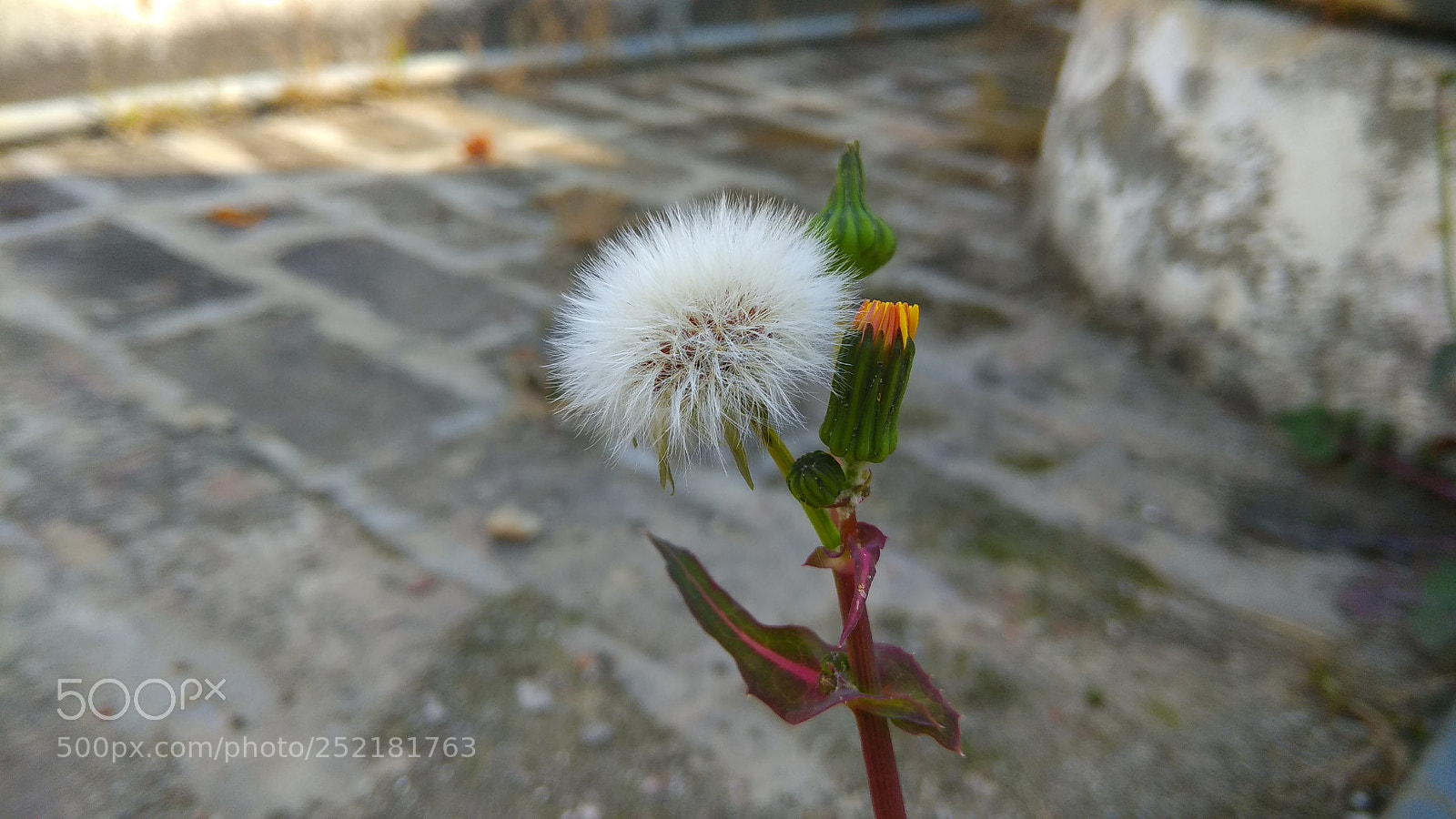 Xiaomi Redmi Note 4 sample photo. Beauty lies in wild photography