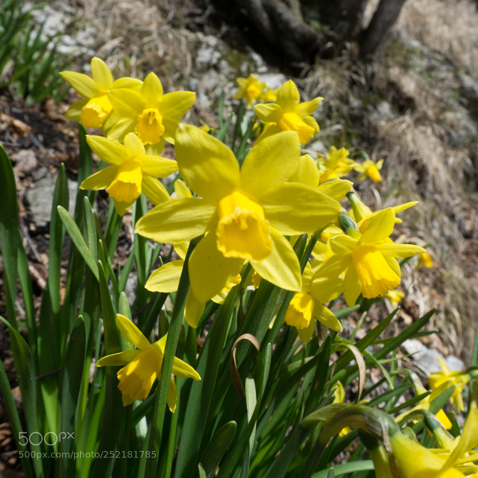 Sony a6000 sample photo. Narcissus jonquilla next to photography