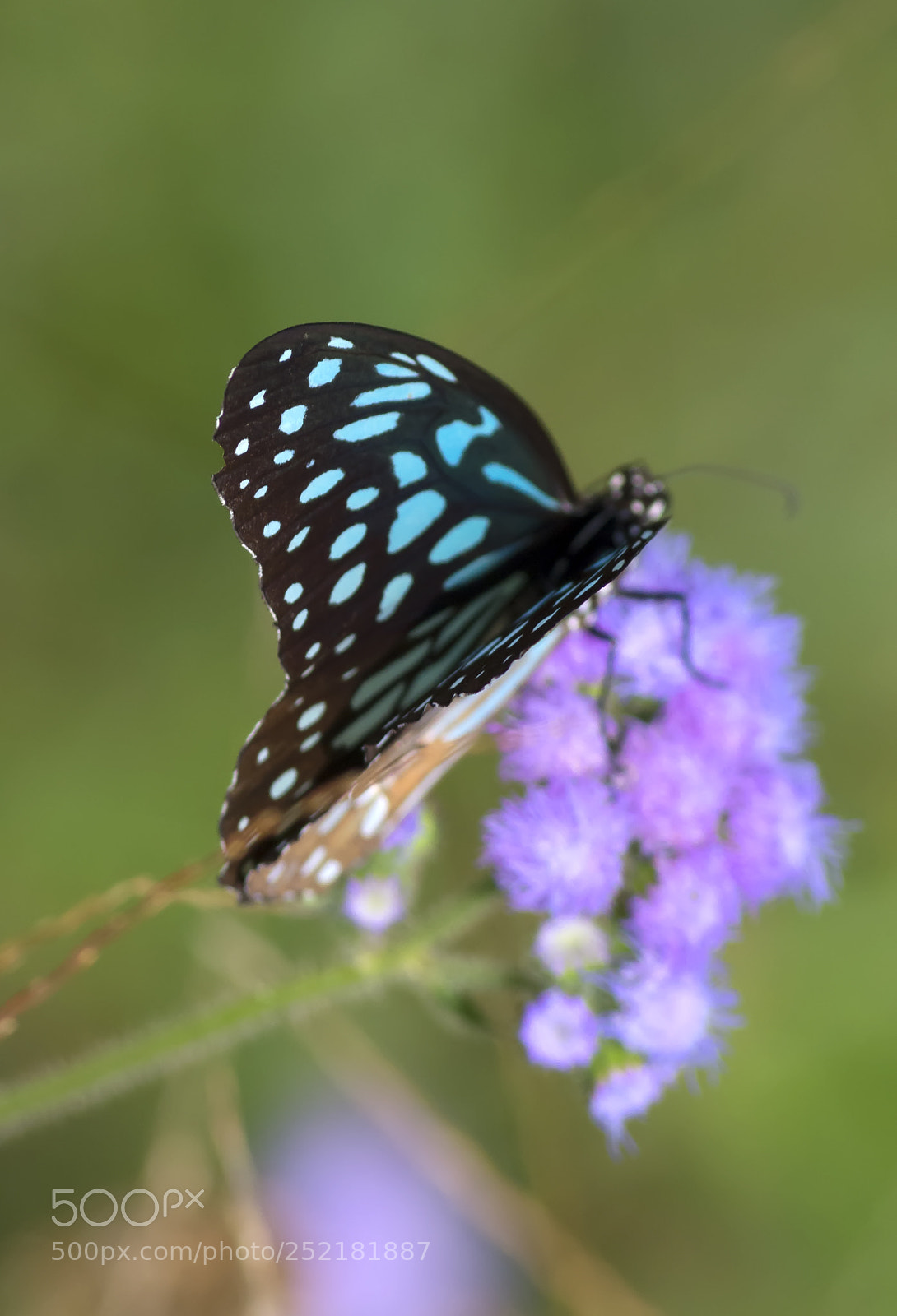 Pentax K-50 sample photo. Butterfly photography
