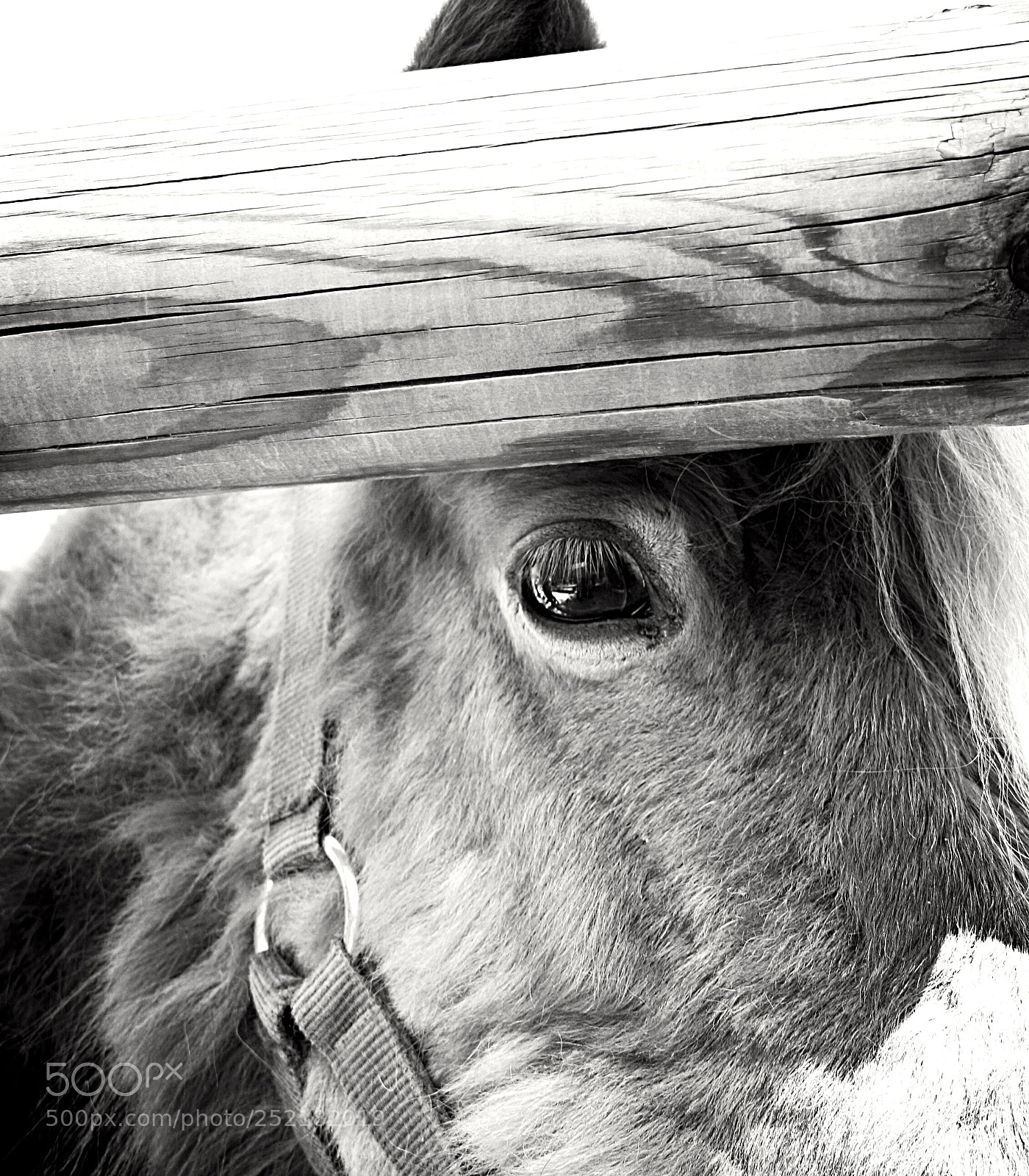 Canon EOS 1000D (EOS Digital Rebel XS / EOS Kiss F) sample photo. Pony photography