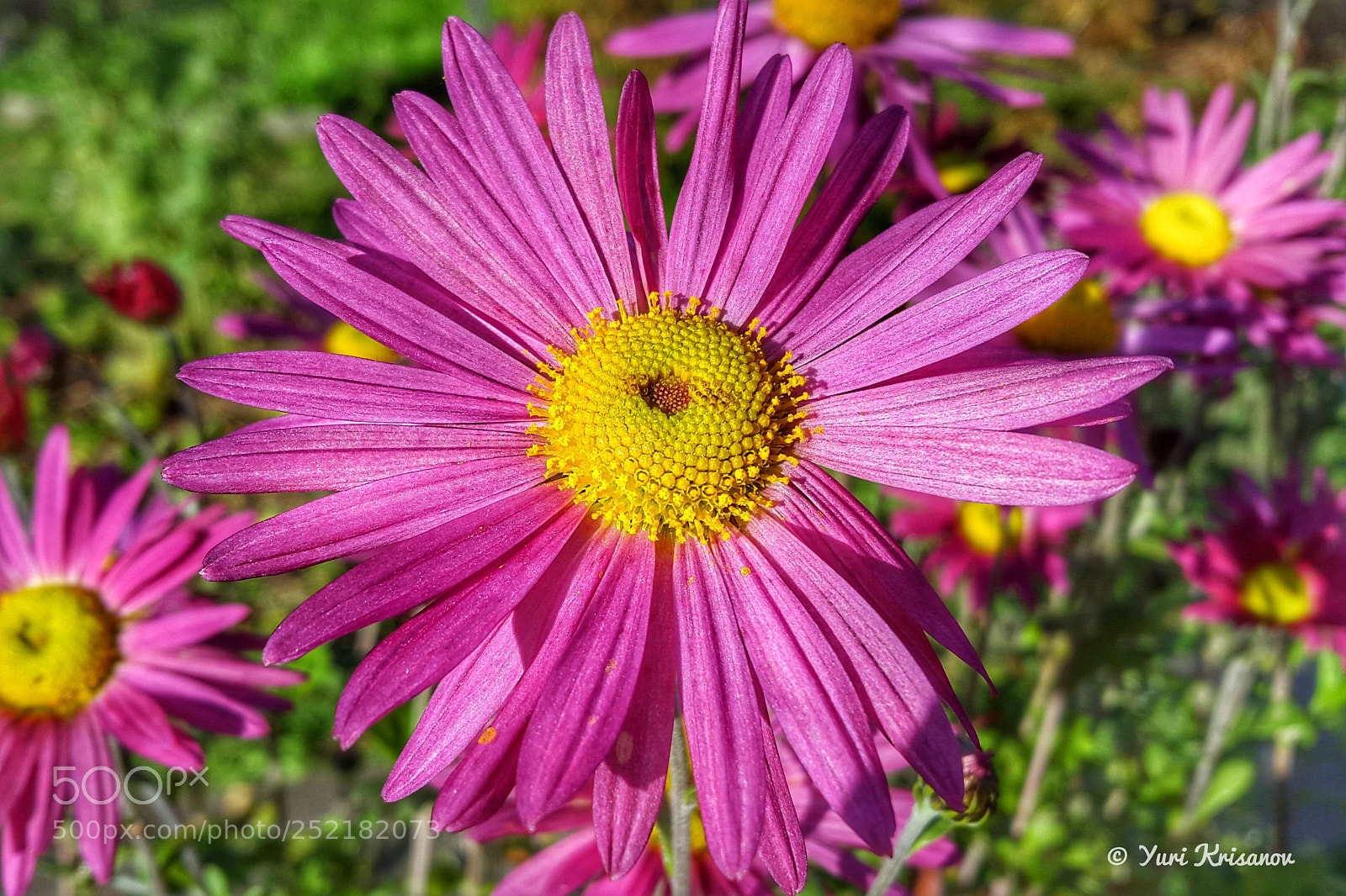 Samsung Galaxy Alpha sample photo. Aster flowers in the photography