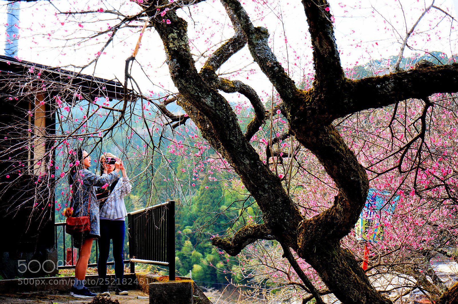 Sony Alpha NEX-6 sample photo. Ume maturi photography
