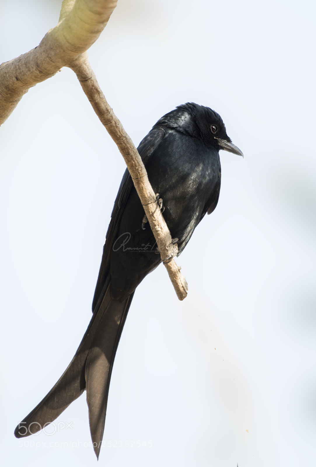 Nikon D500 sample photo. Black drongo photography